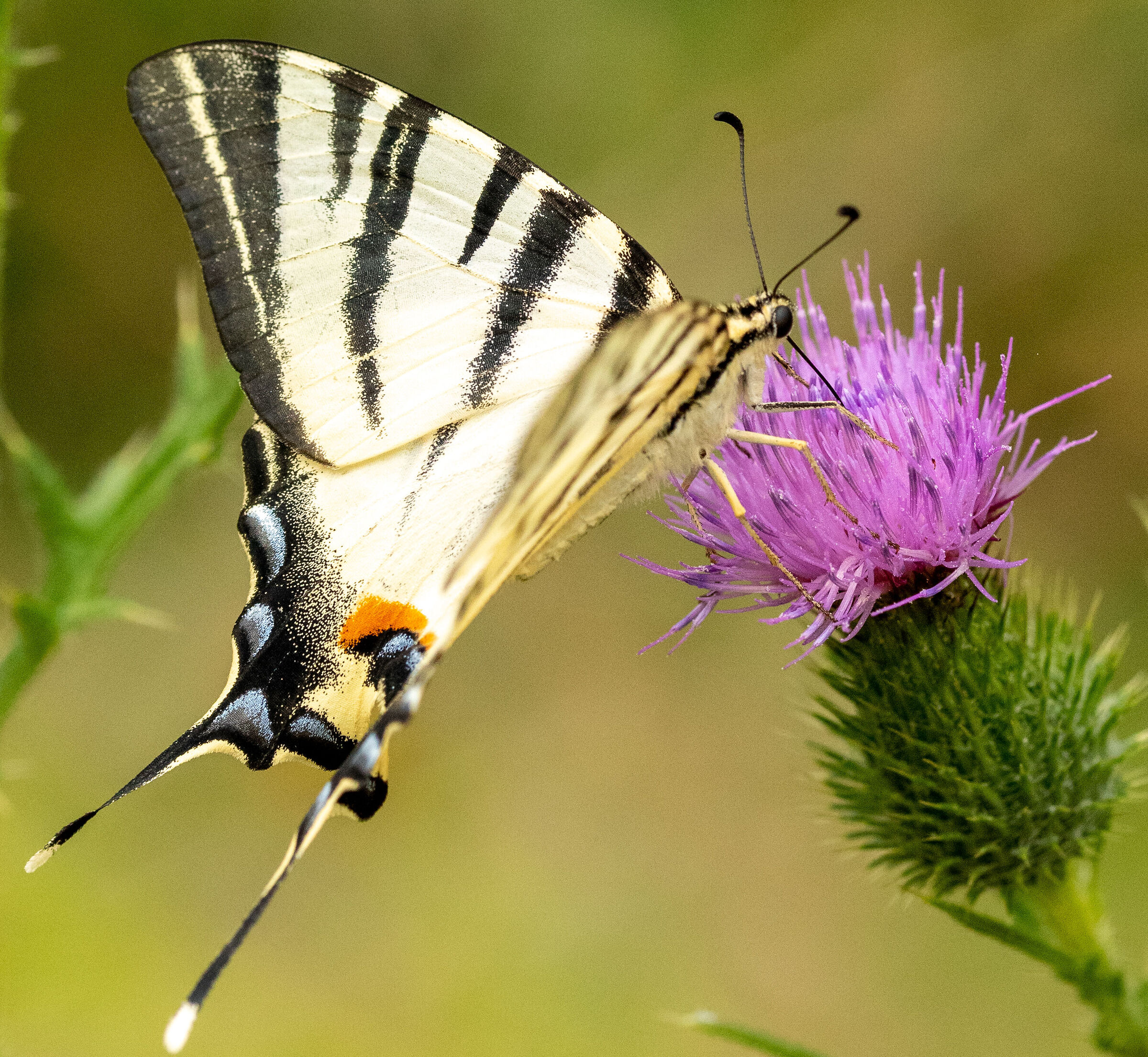 Podalirio, while sucking nectar