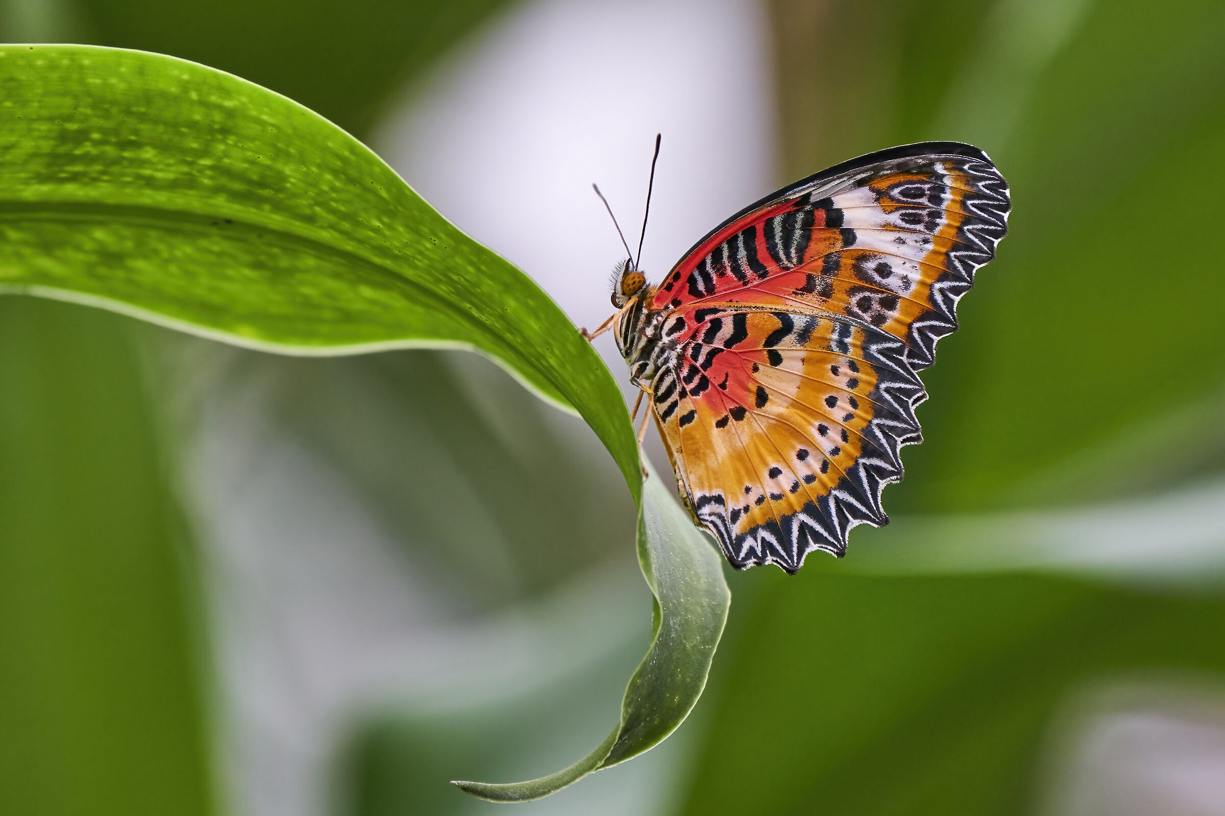 Cethosia biblis