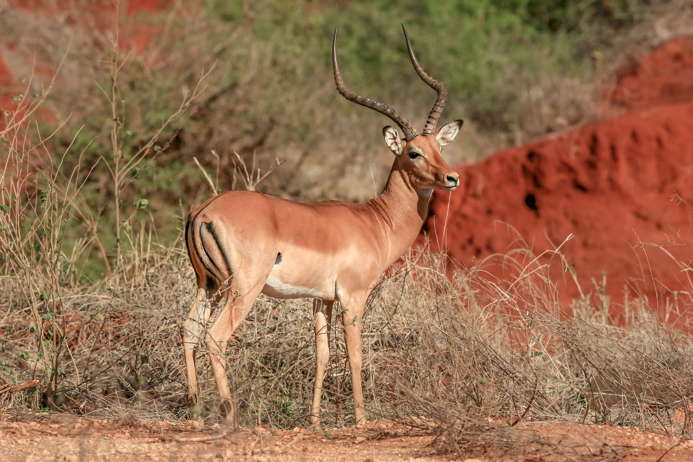 Antelope in Kenya