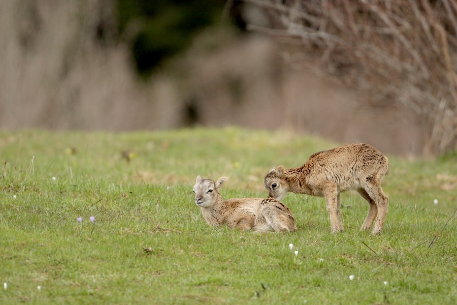 Small mouflon