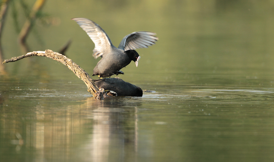 Coupling of Coots