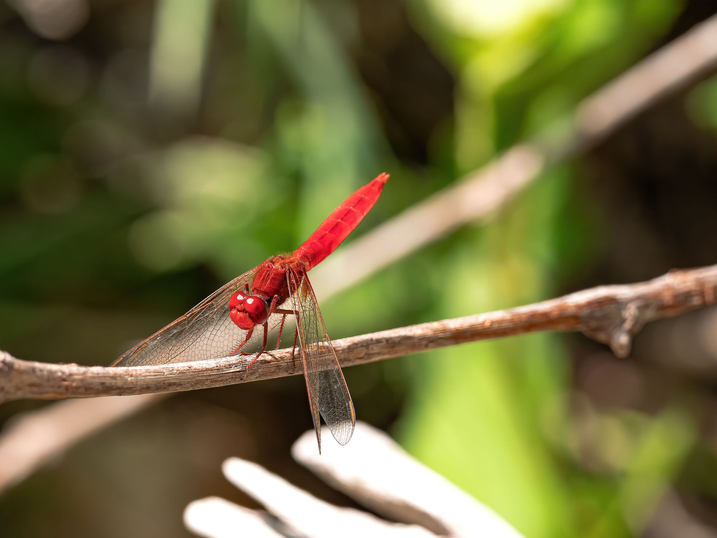 crocothemis erythraea