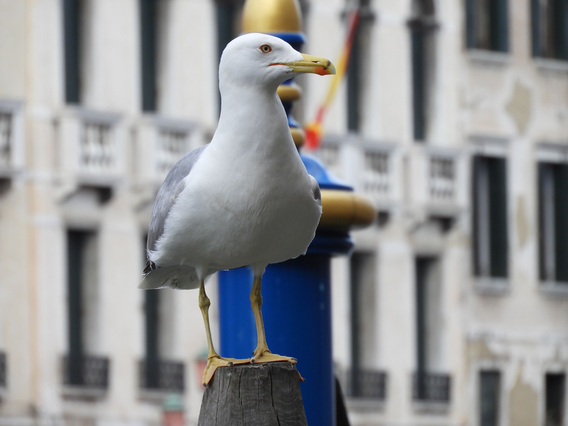 A seagull in Venice