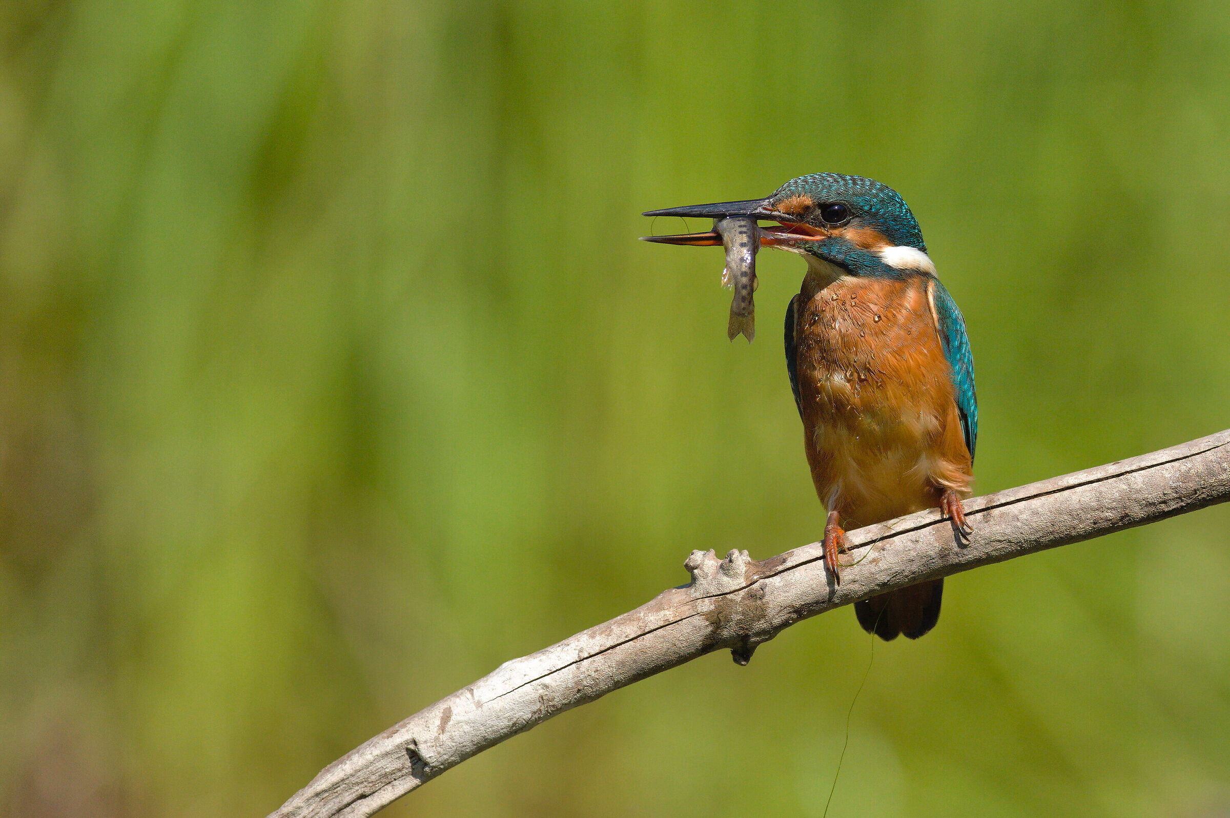 Kingfisher