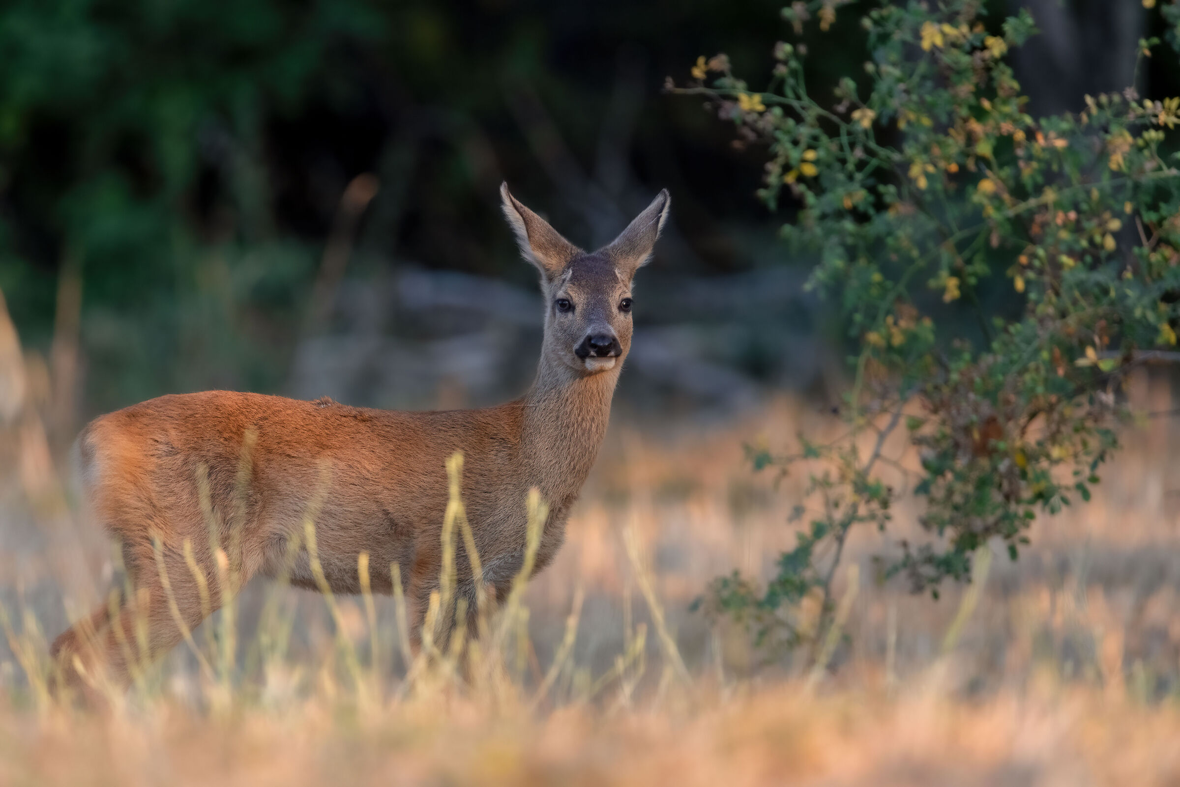 Roe deer