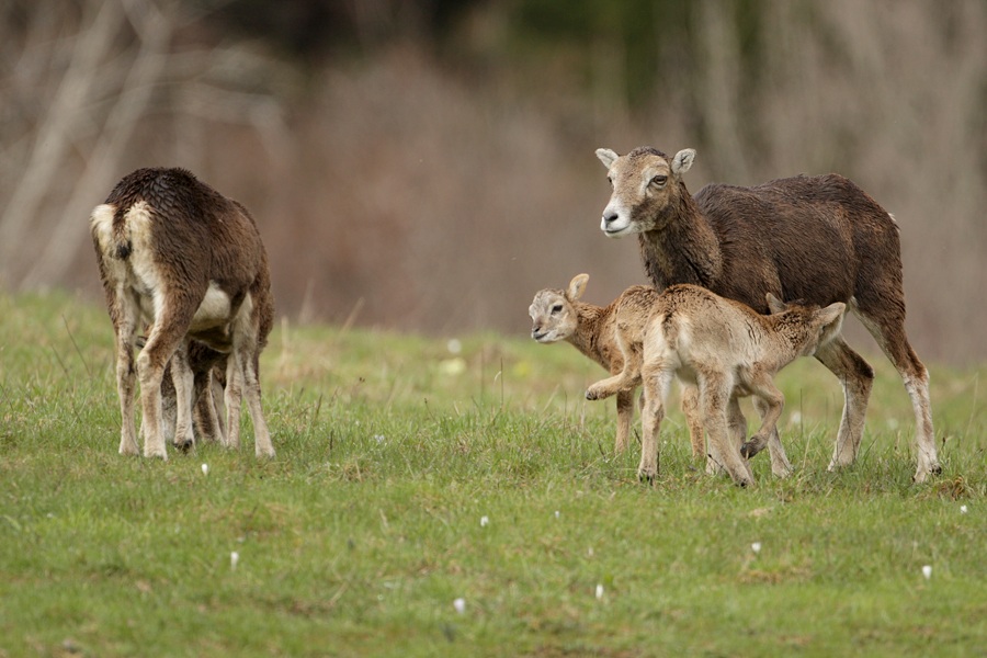 Mouflon