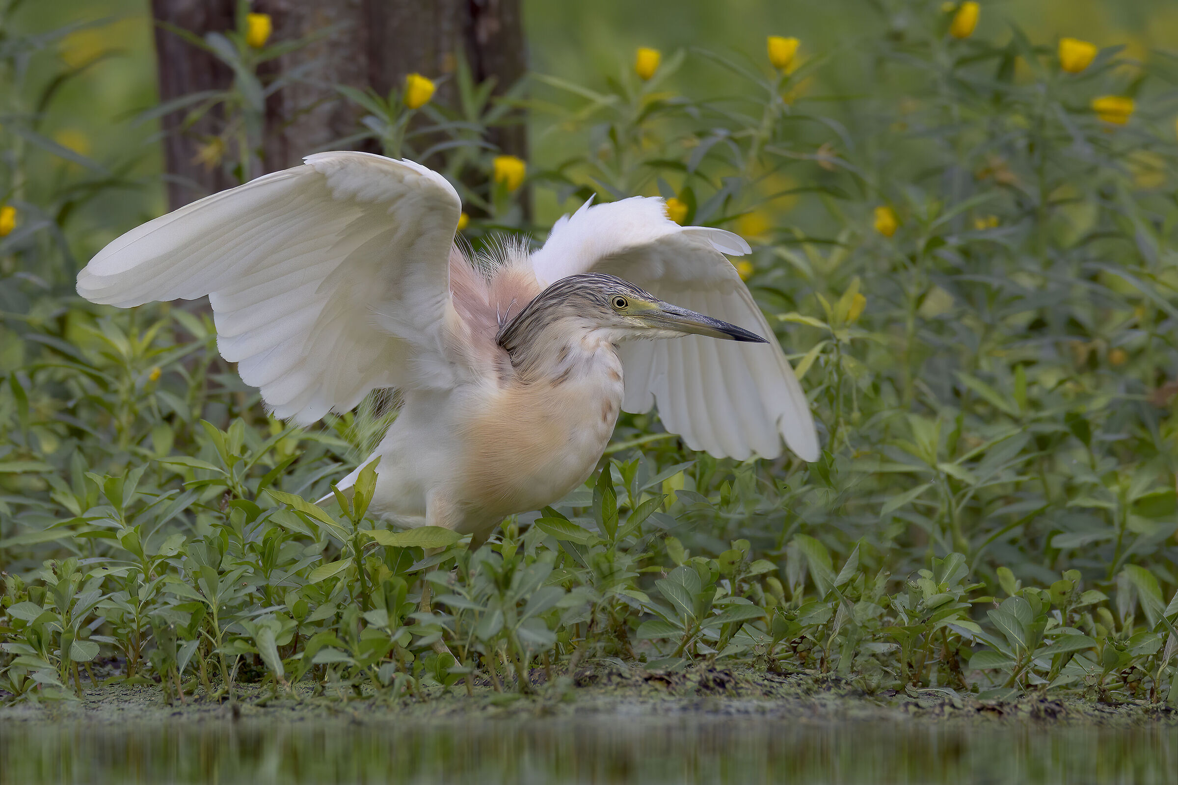 Sgarza ciuffetto in cerca di prede