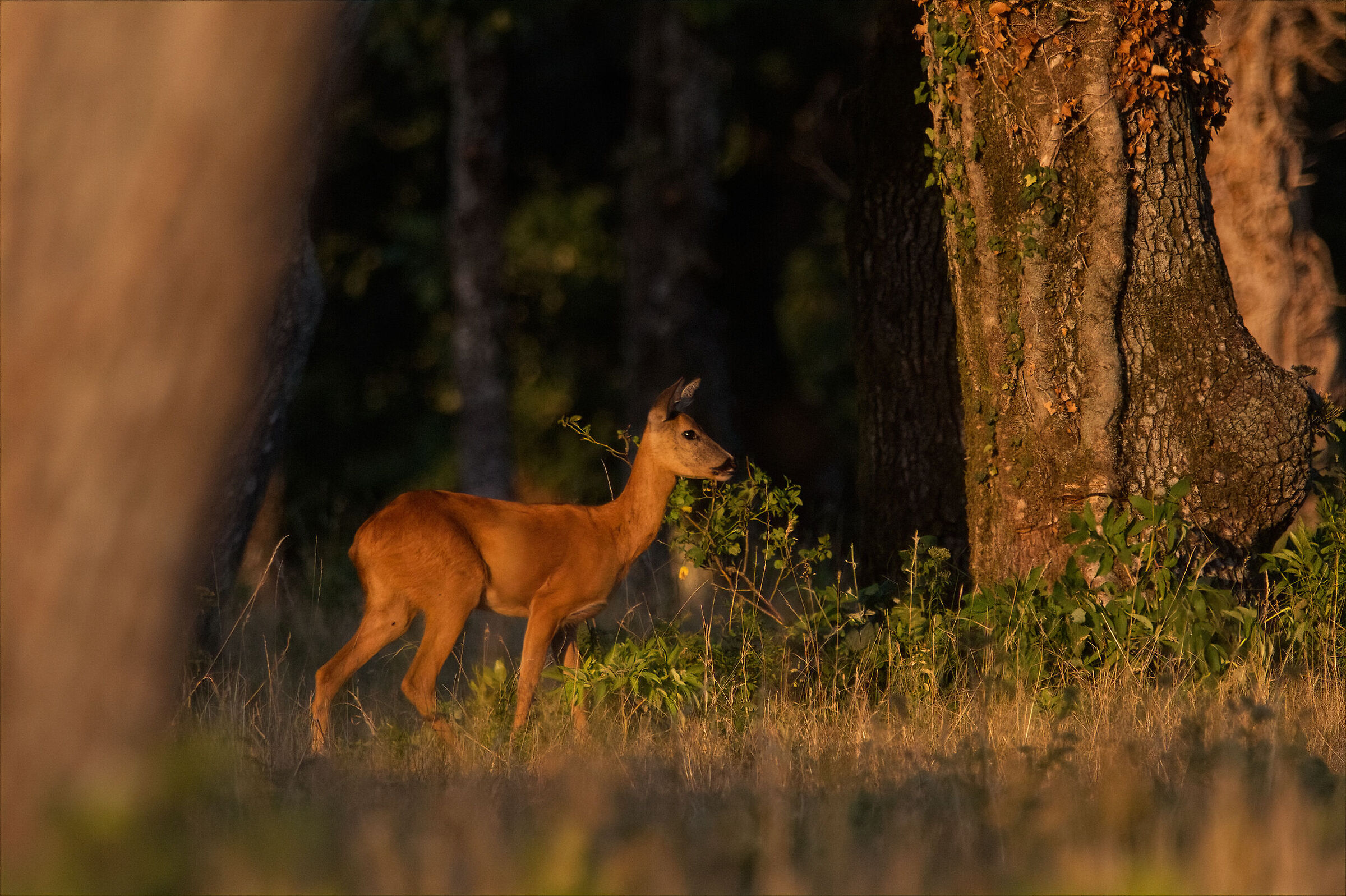 Capriolo al tramonto
