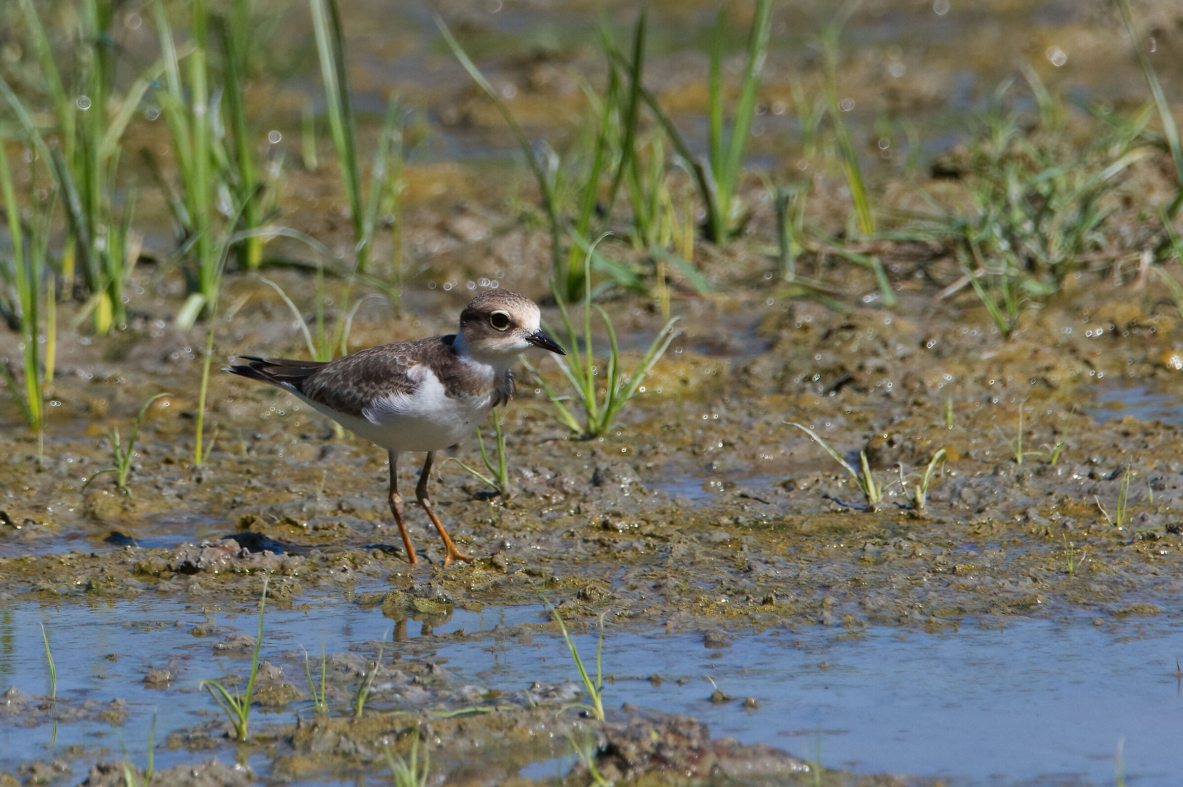 Little ringed plover