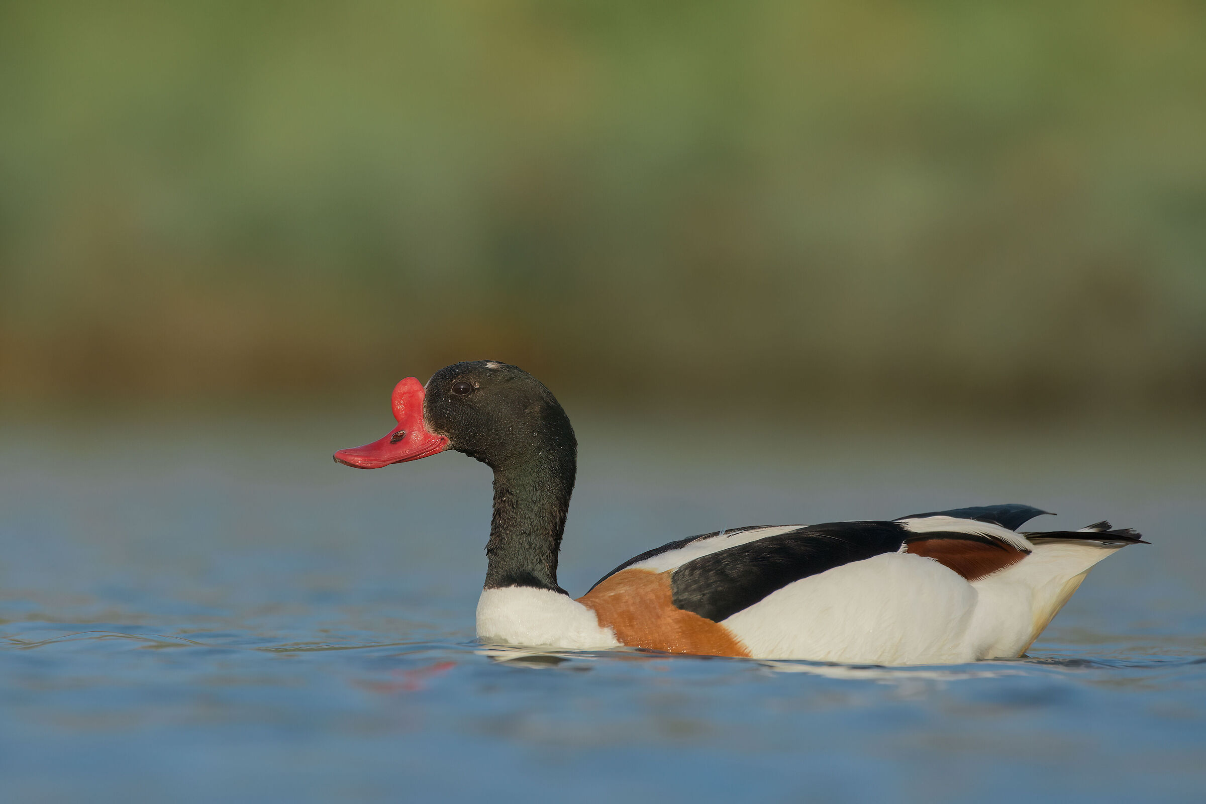 Common shelduck