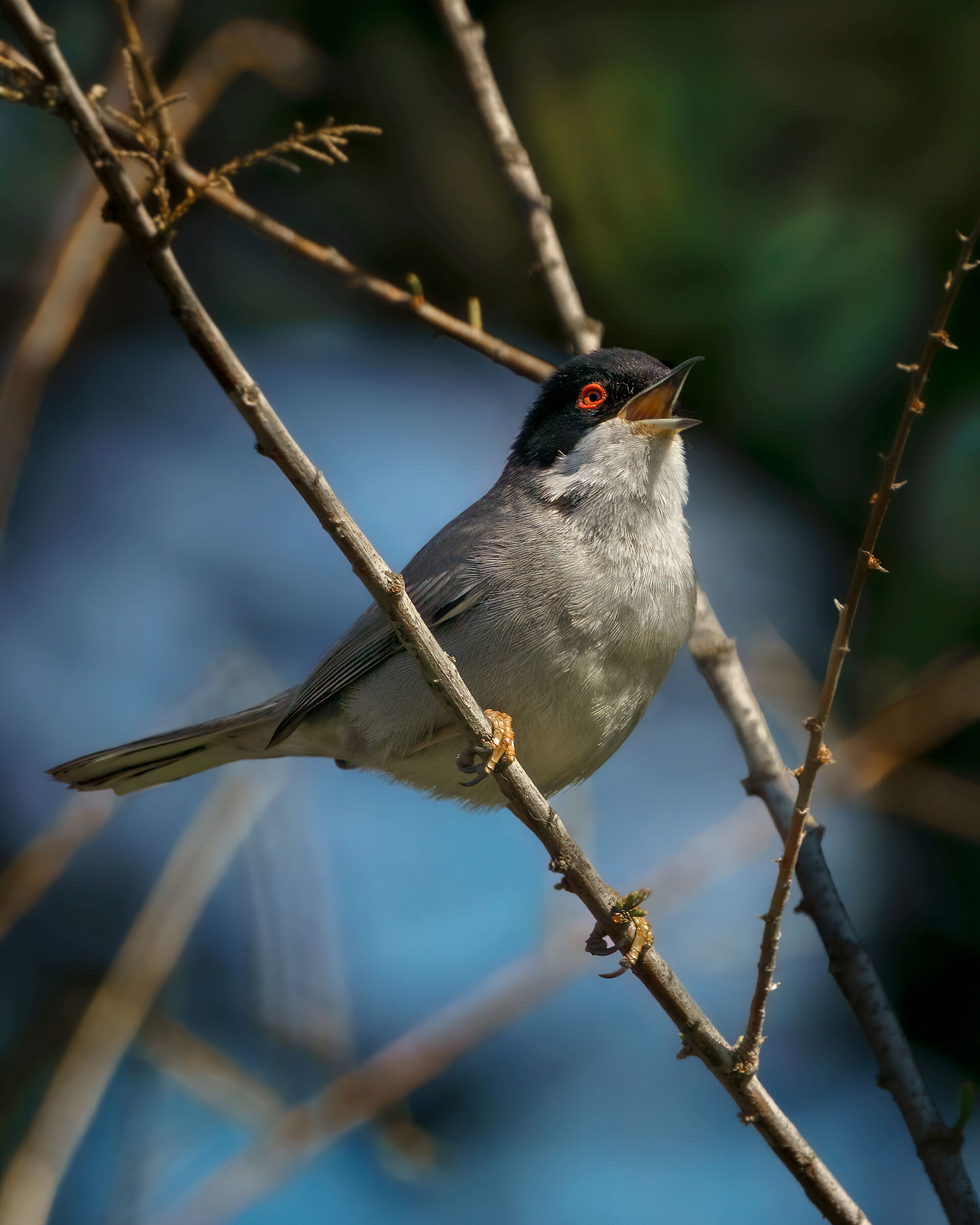 Singing Occhiocotto