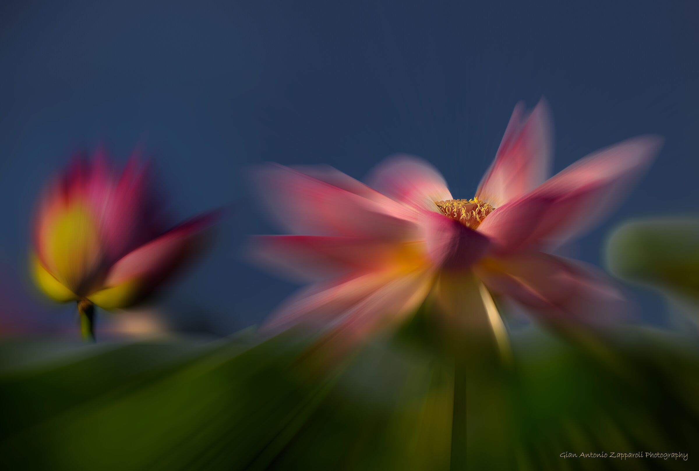 Fiori di loto, gioielli del Lago