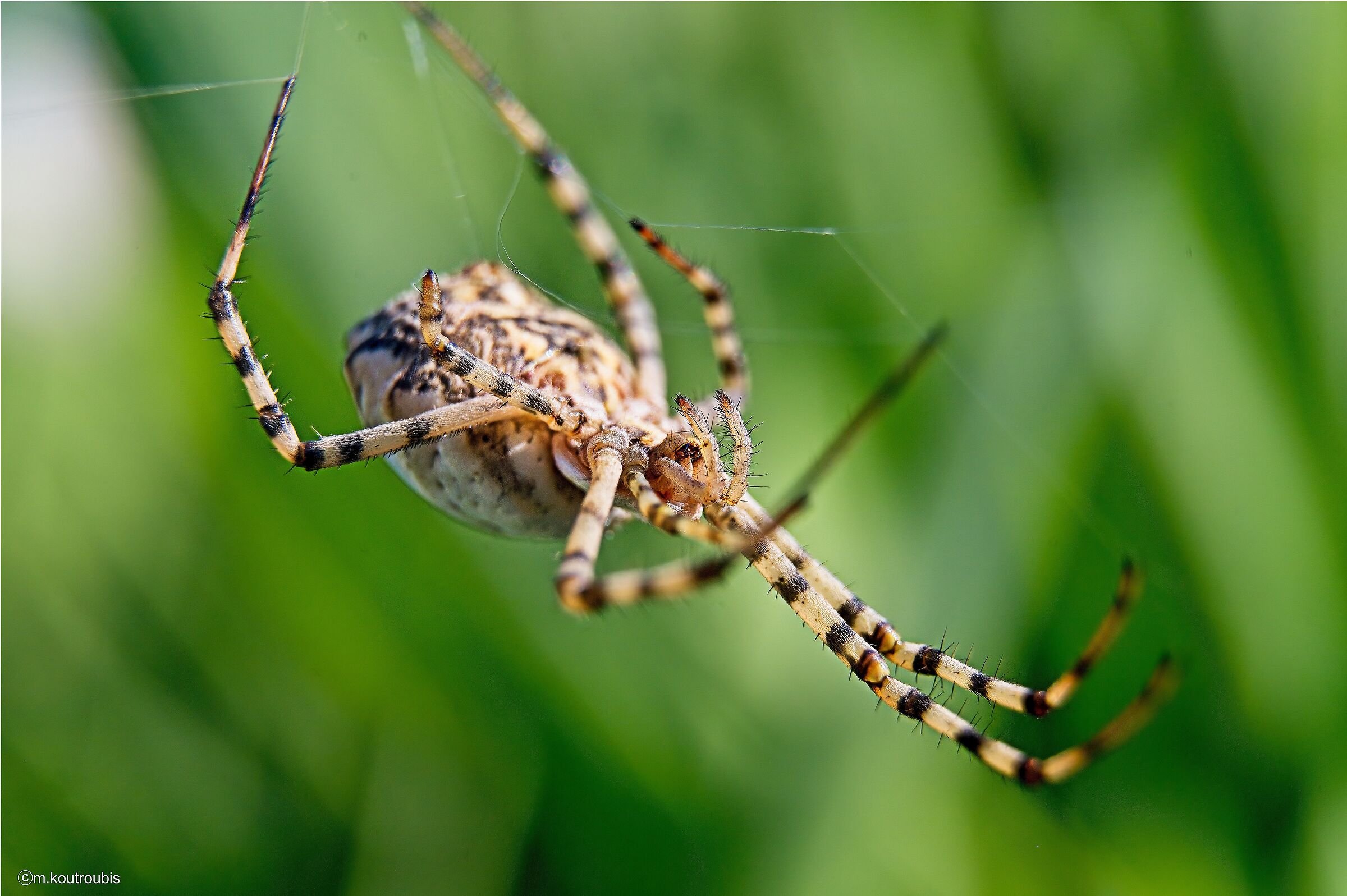 Argiope Lobata