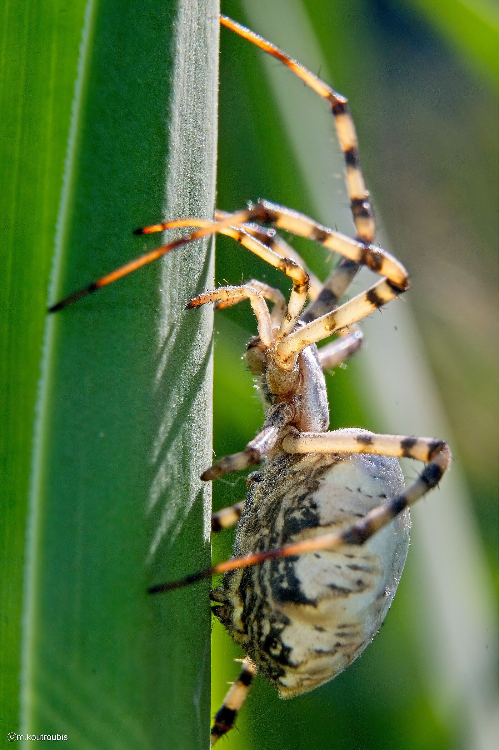 Argiope Lobata