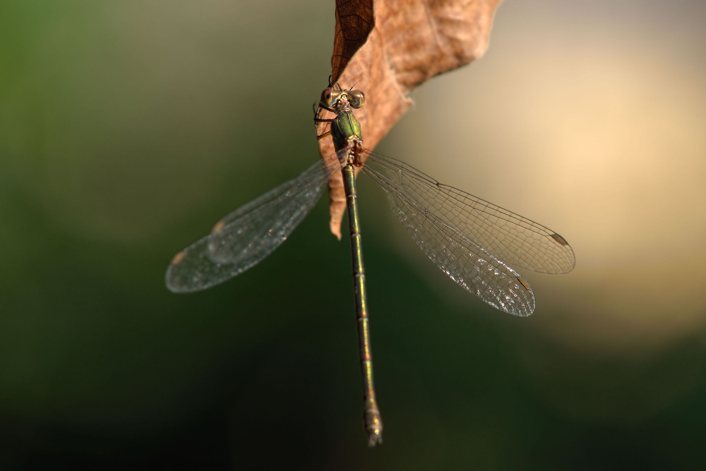 Libellula