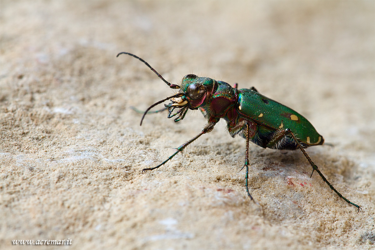 Cicindela campestris