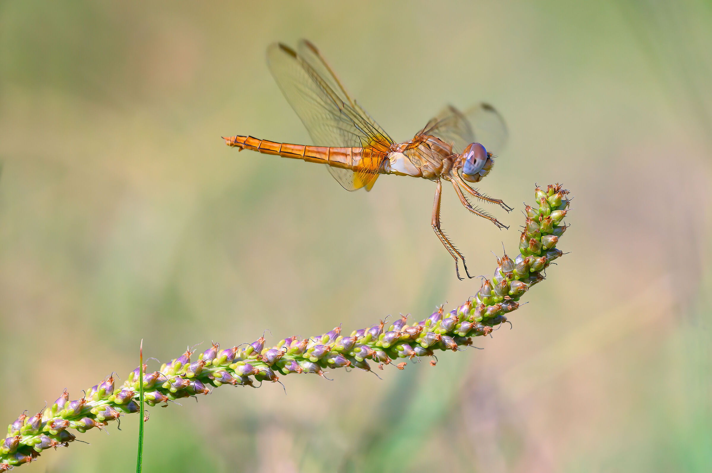 Landing