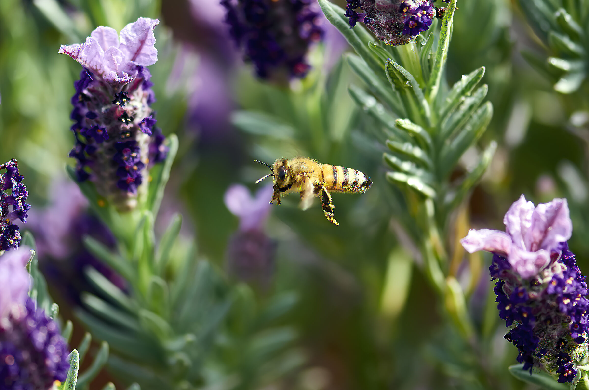 save the bees