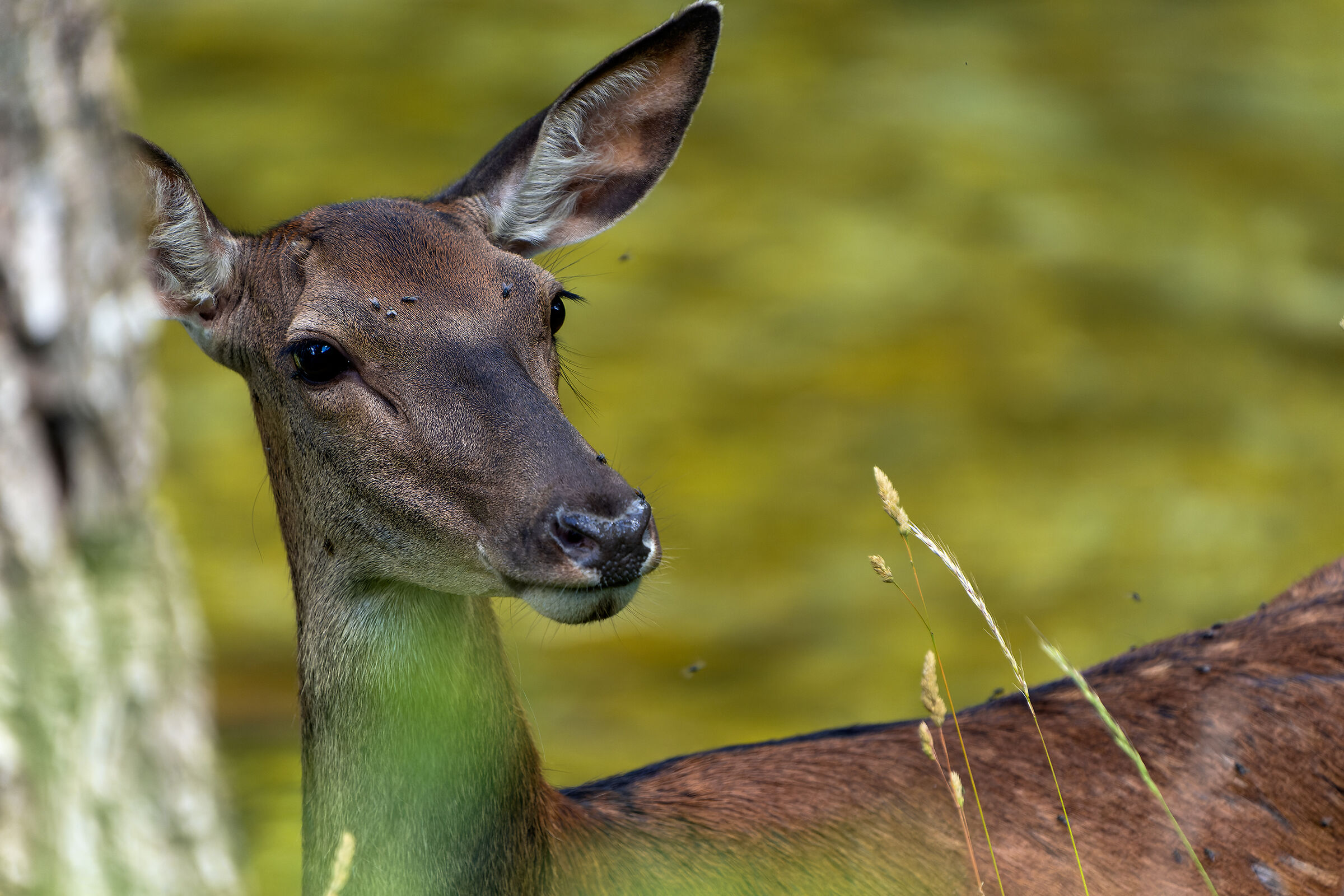 Noble deer