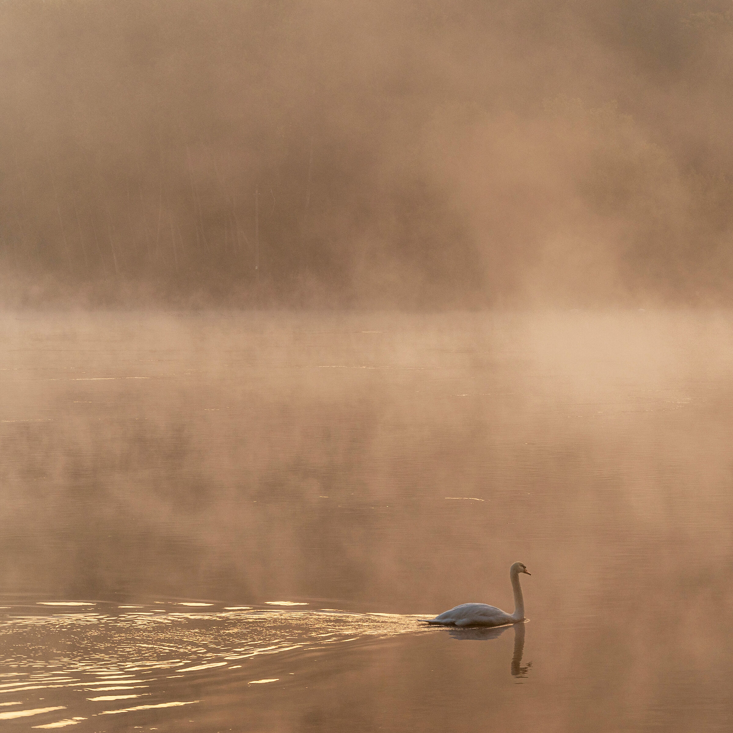 l'eleganza del cigno 2