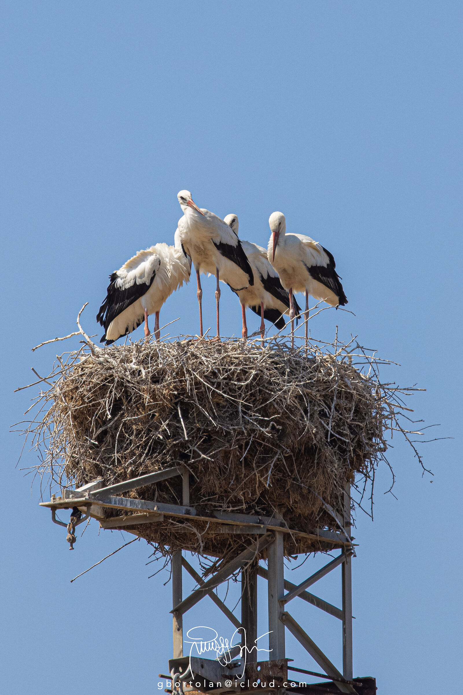 White stork