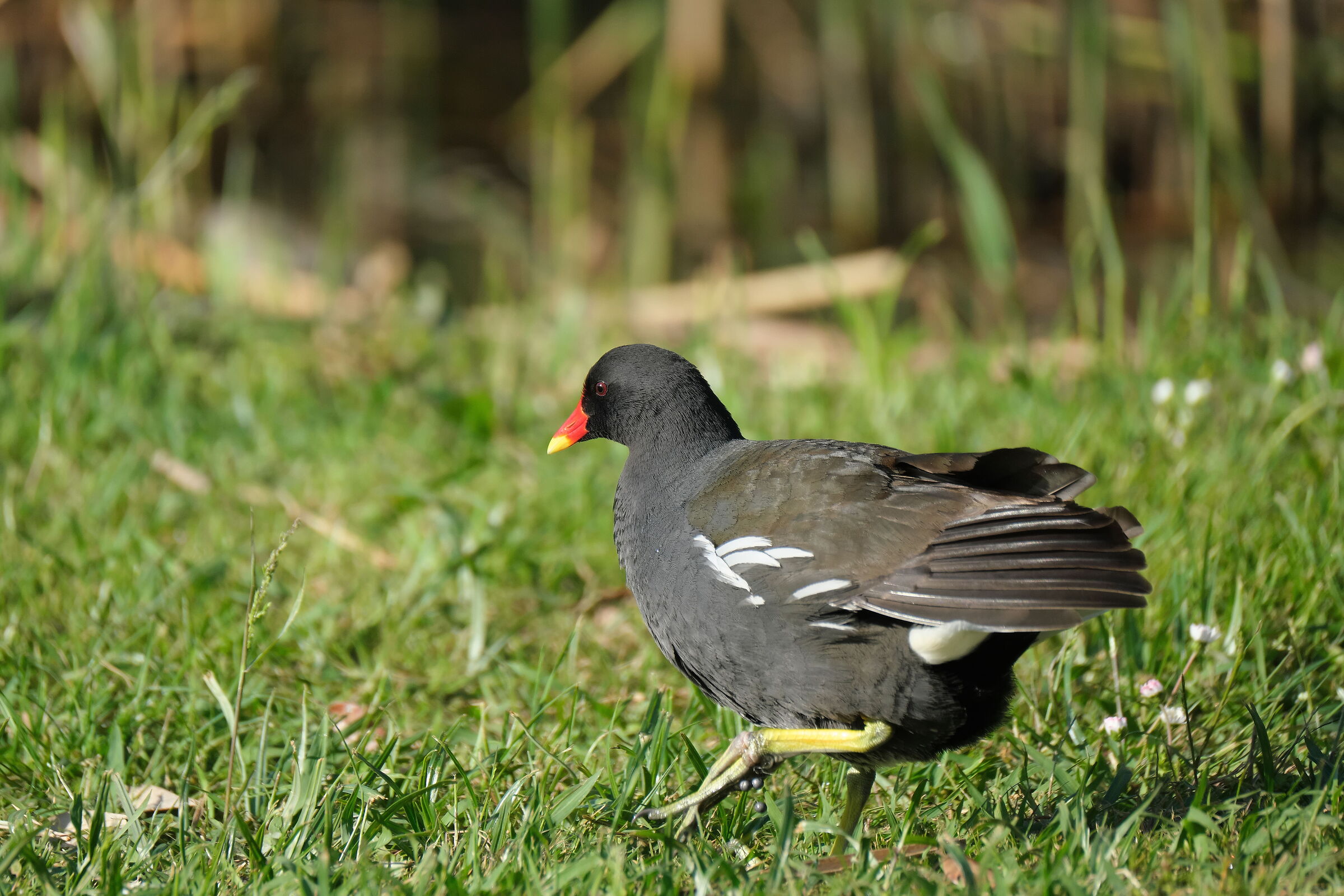 Moorhen