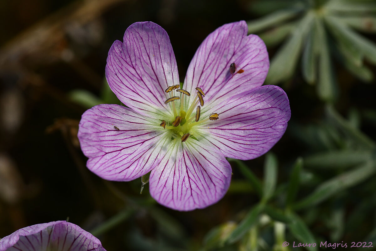 Geranium argenteum