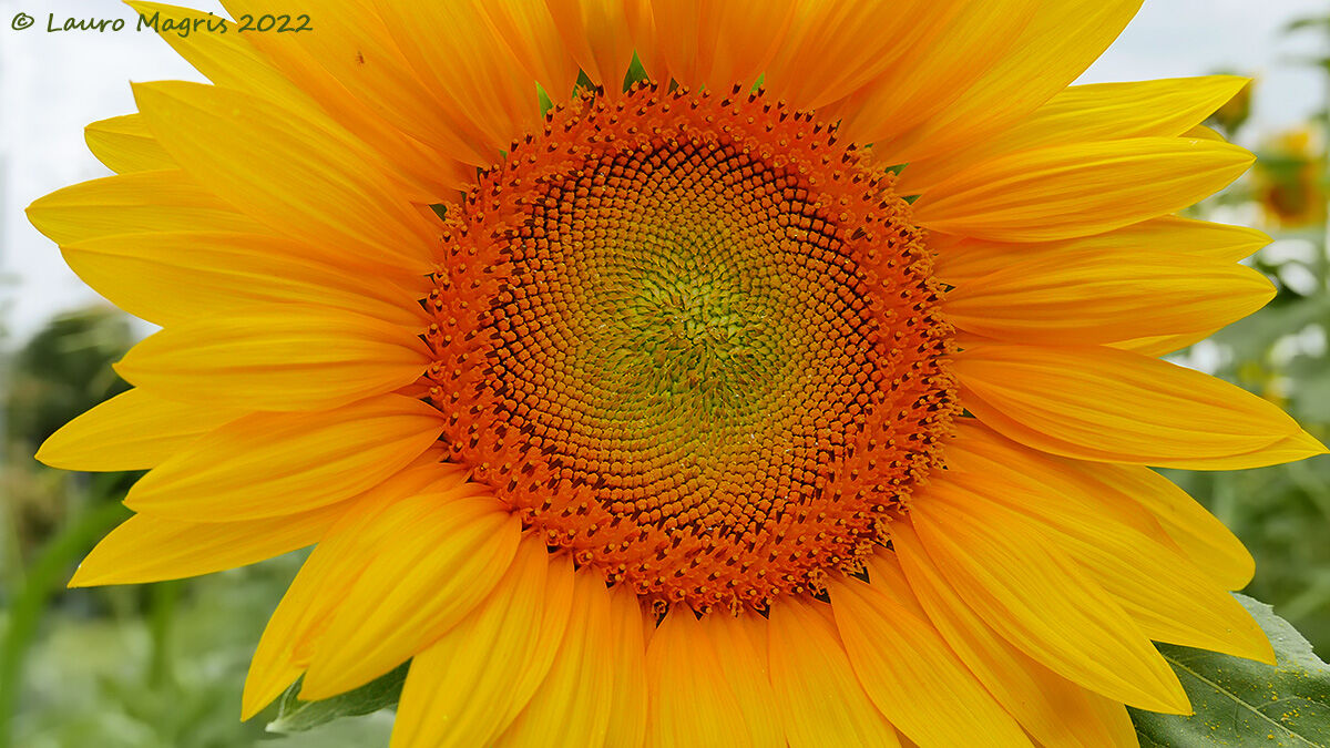 Orange in the center