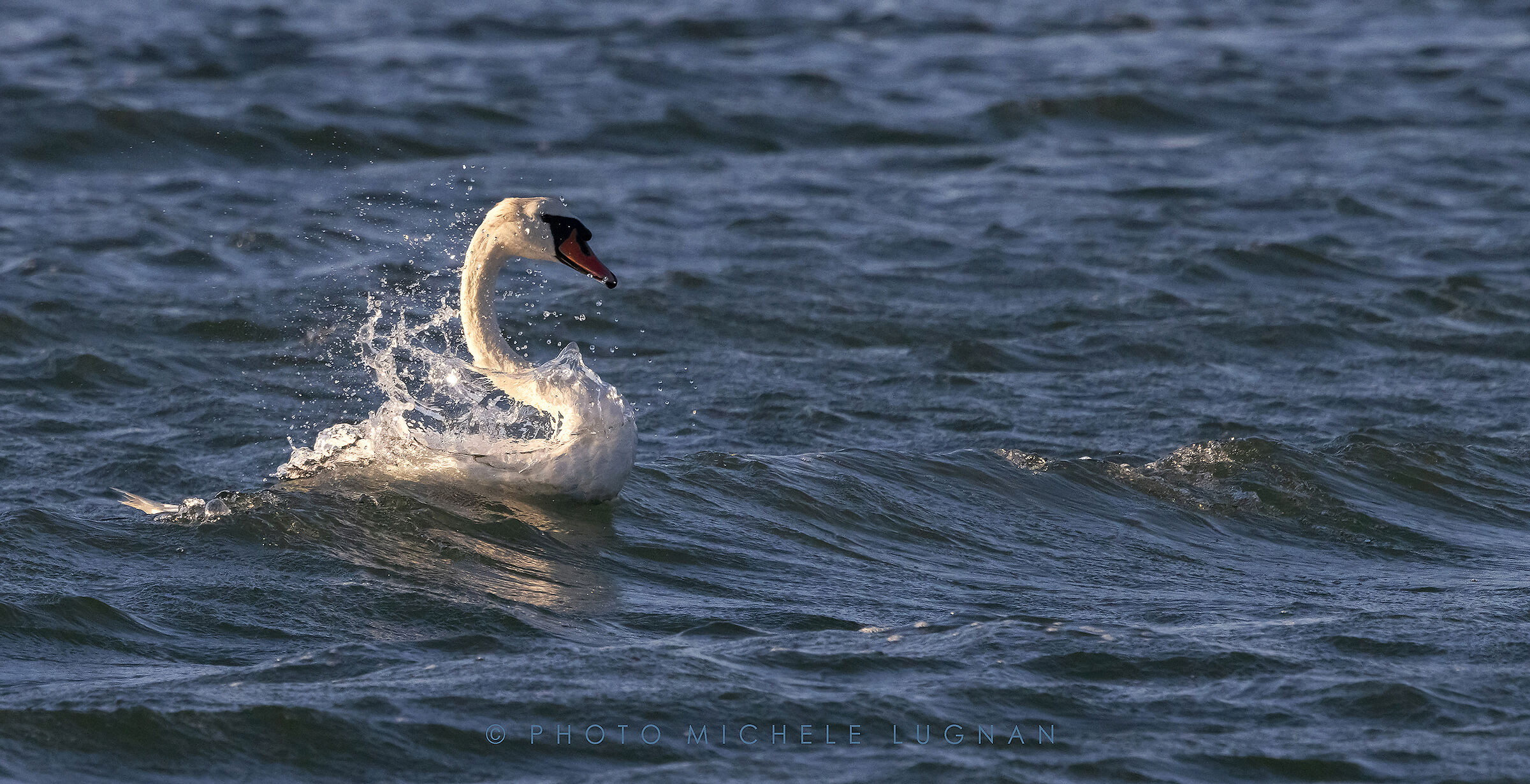 Cygnus olor (volg.it. Cigno reale)