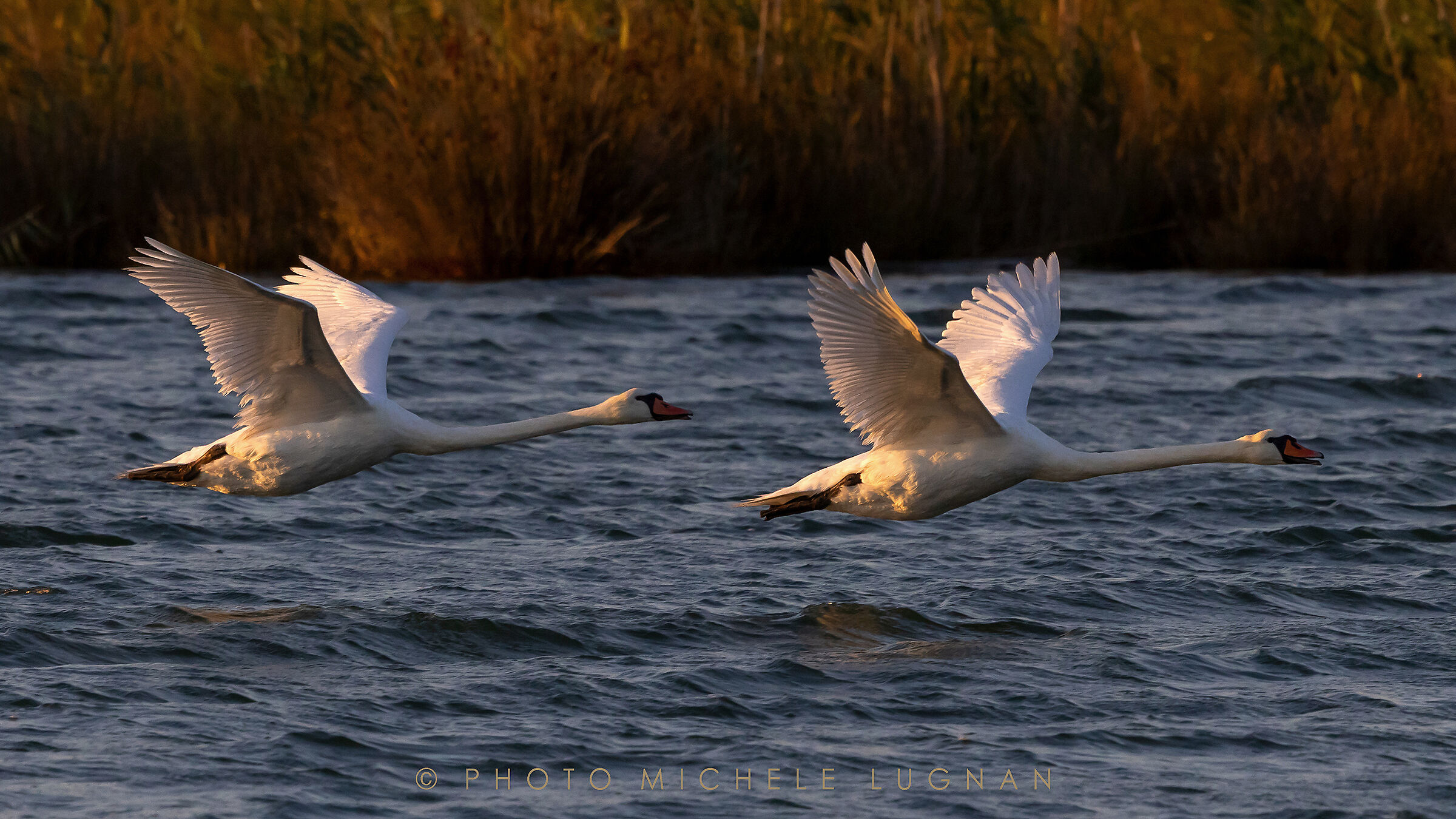 Cygnus olor (volg.it. Cigno reale)