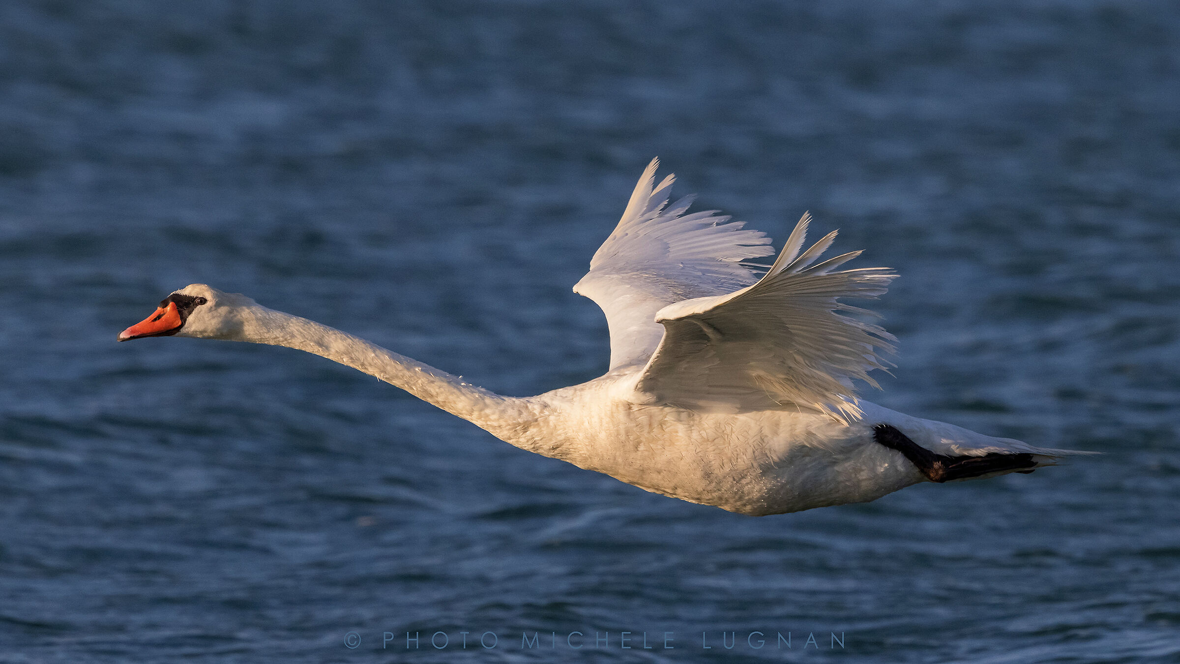 Cygnus olor (volg.it. Cigno reale)