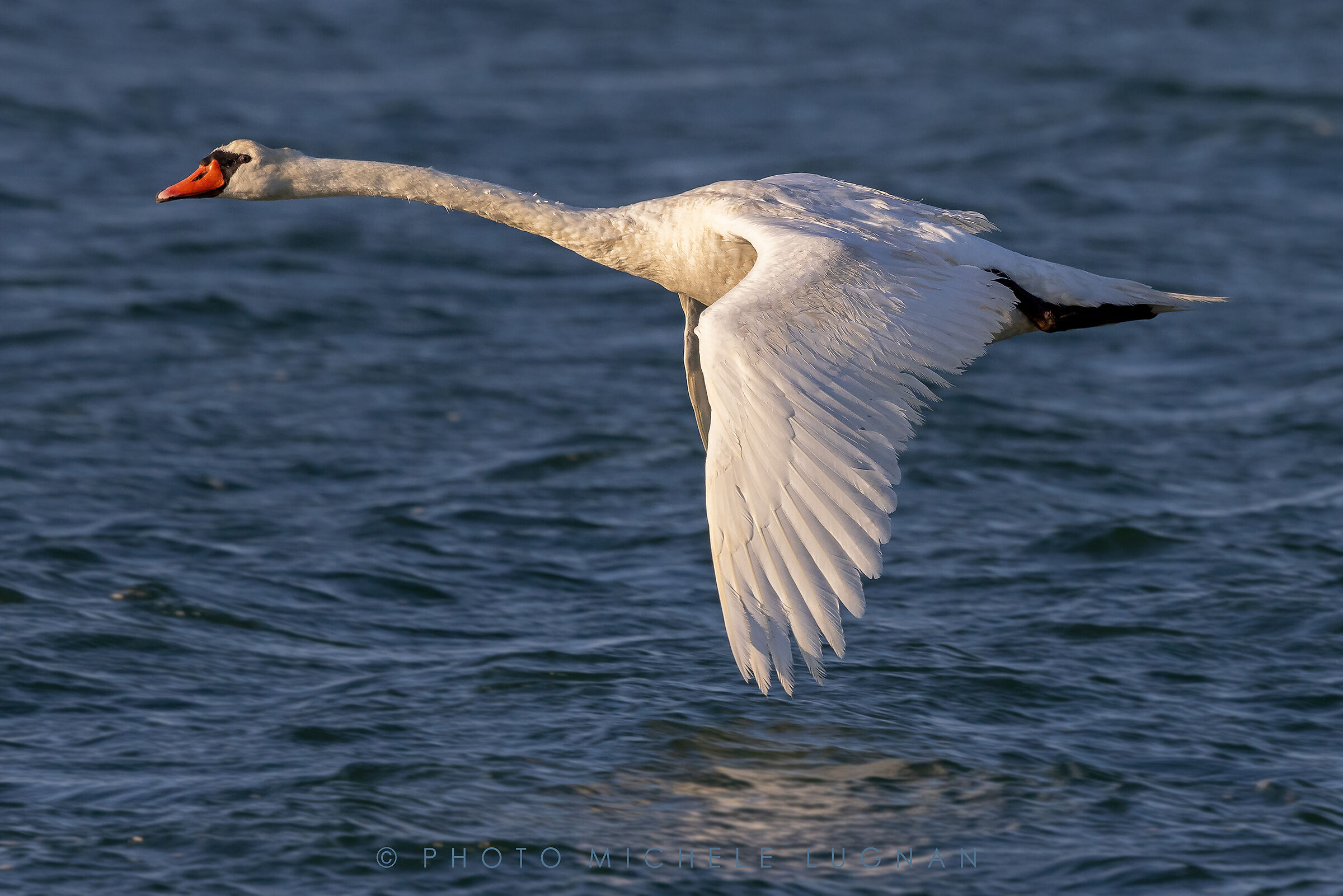 Cygnus olor (volg.it. Cigno reale)