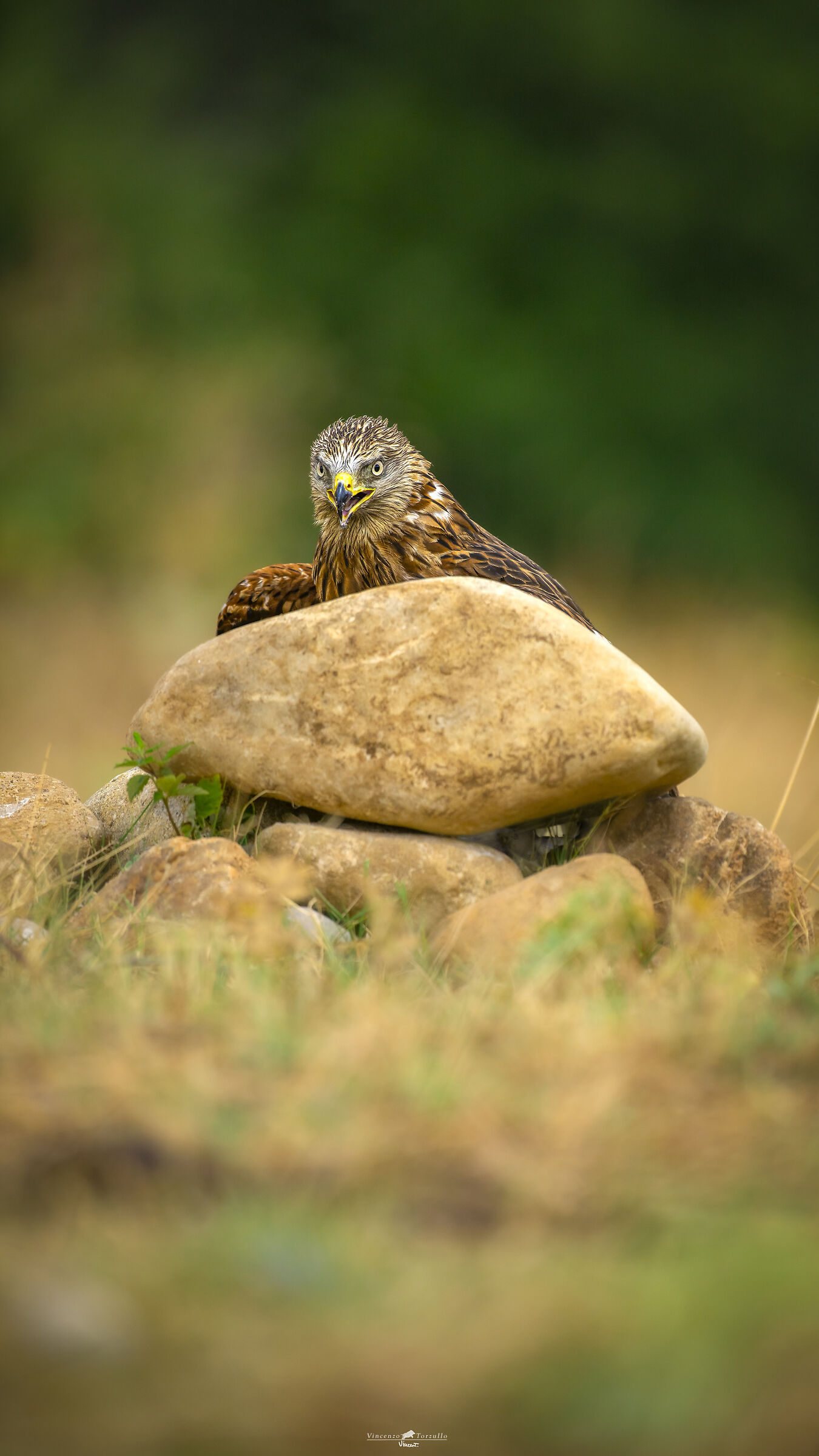 Raptor