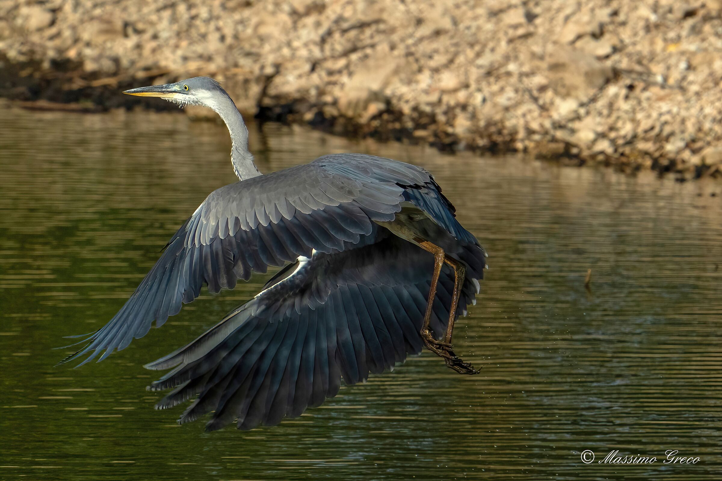 Grey heron (Ardea cinerea)