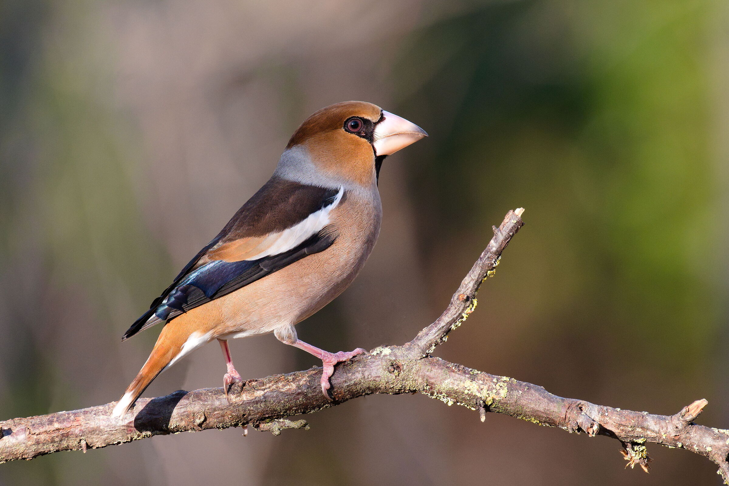 Hawfinch