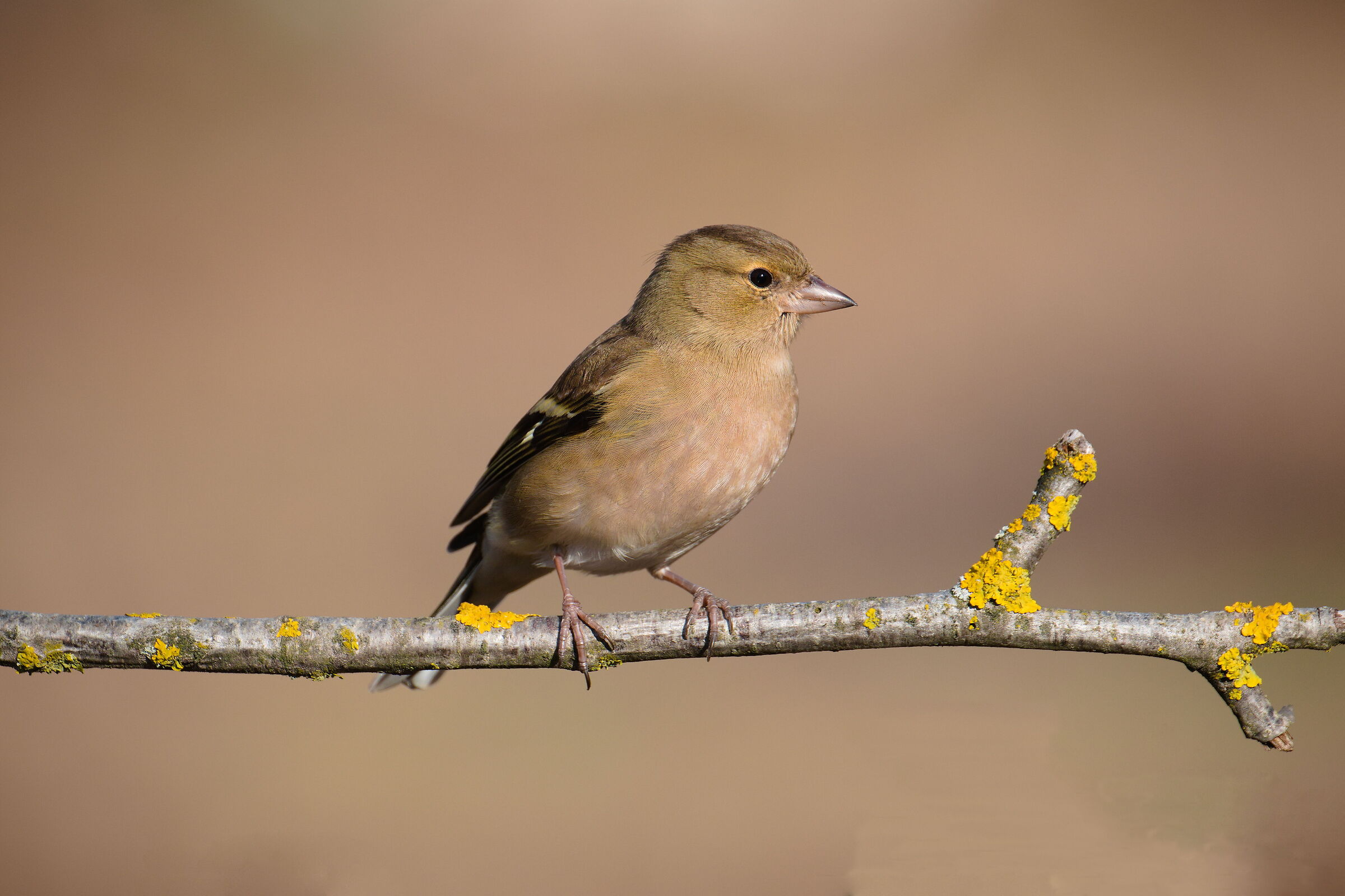 Chaffinch