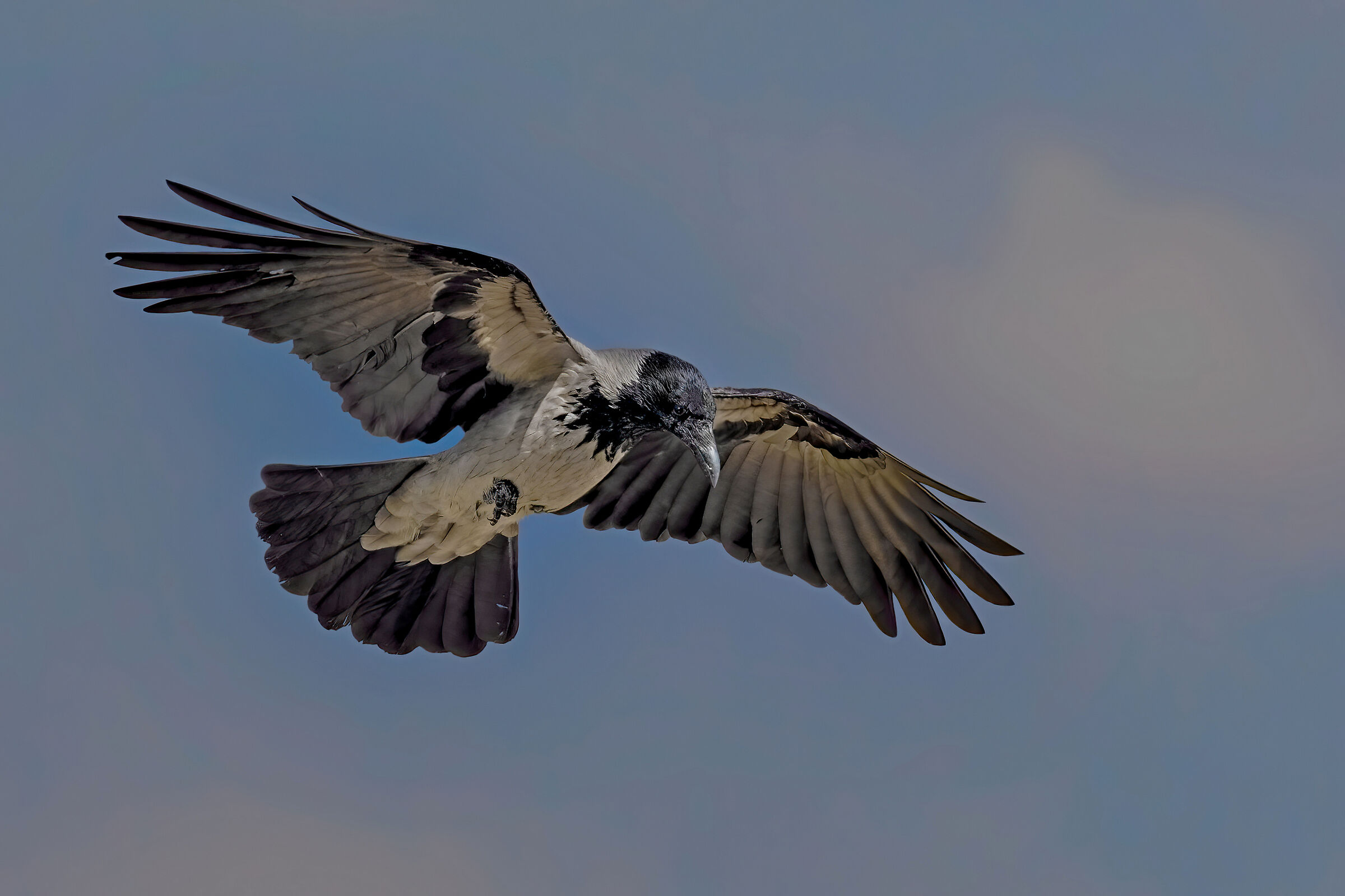 Corvo alla ricerca di preda