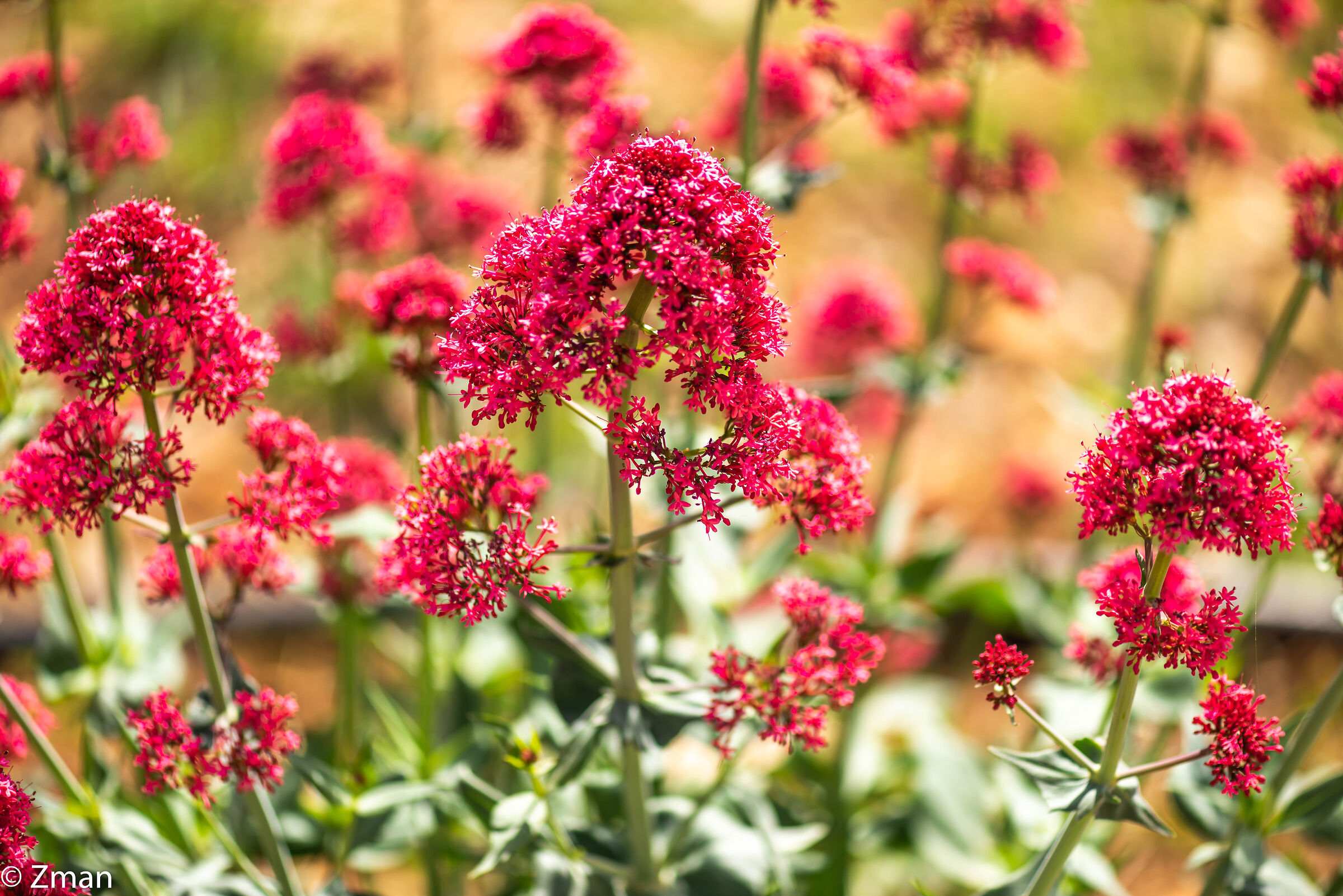 Fiori di valeriana rossa