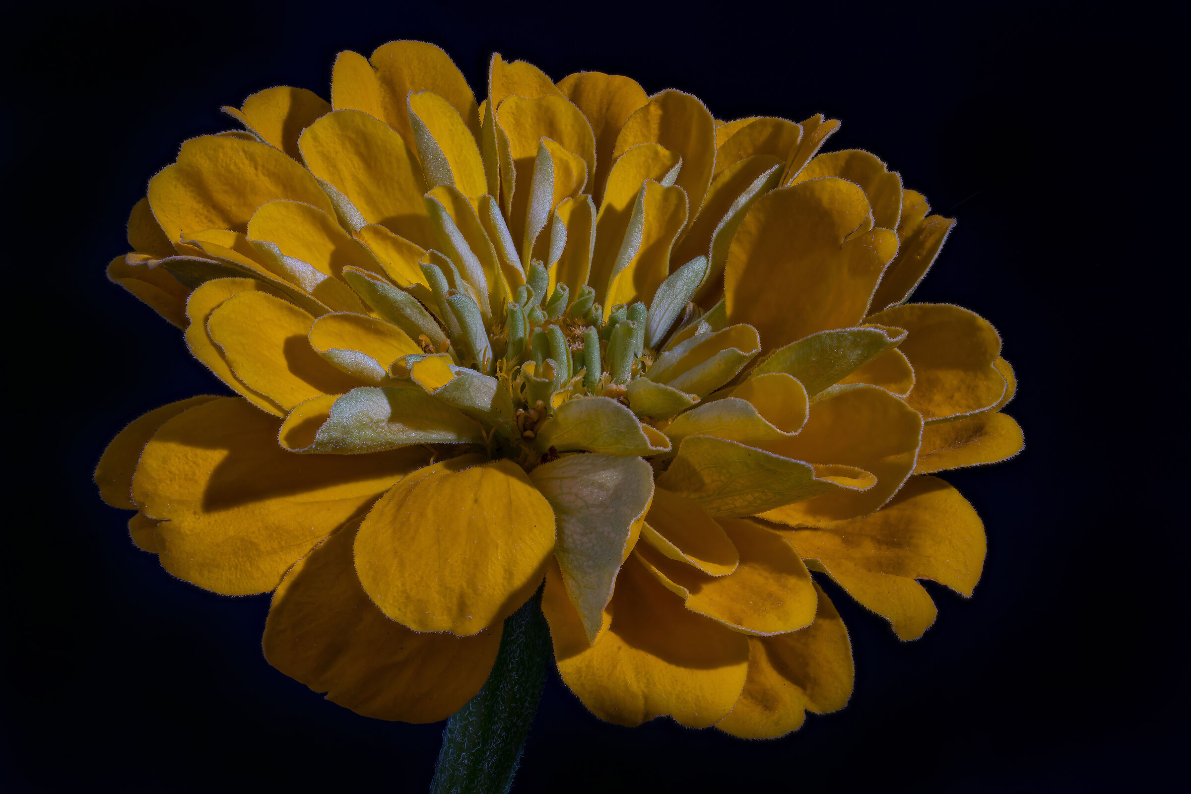 Zinnia