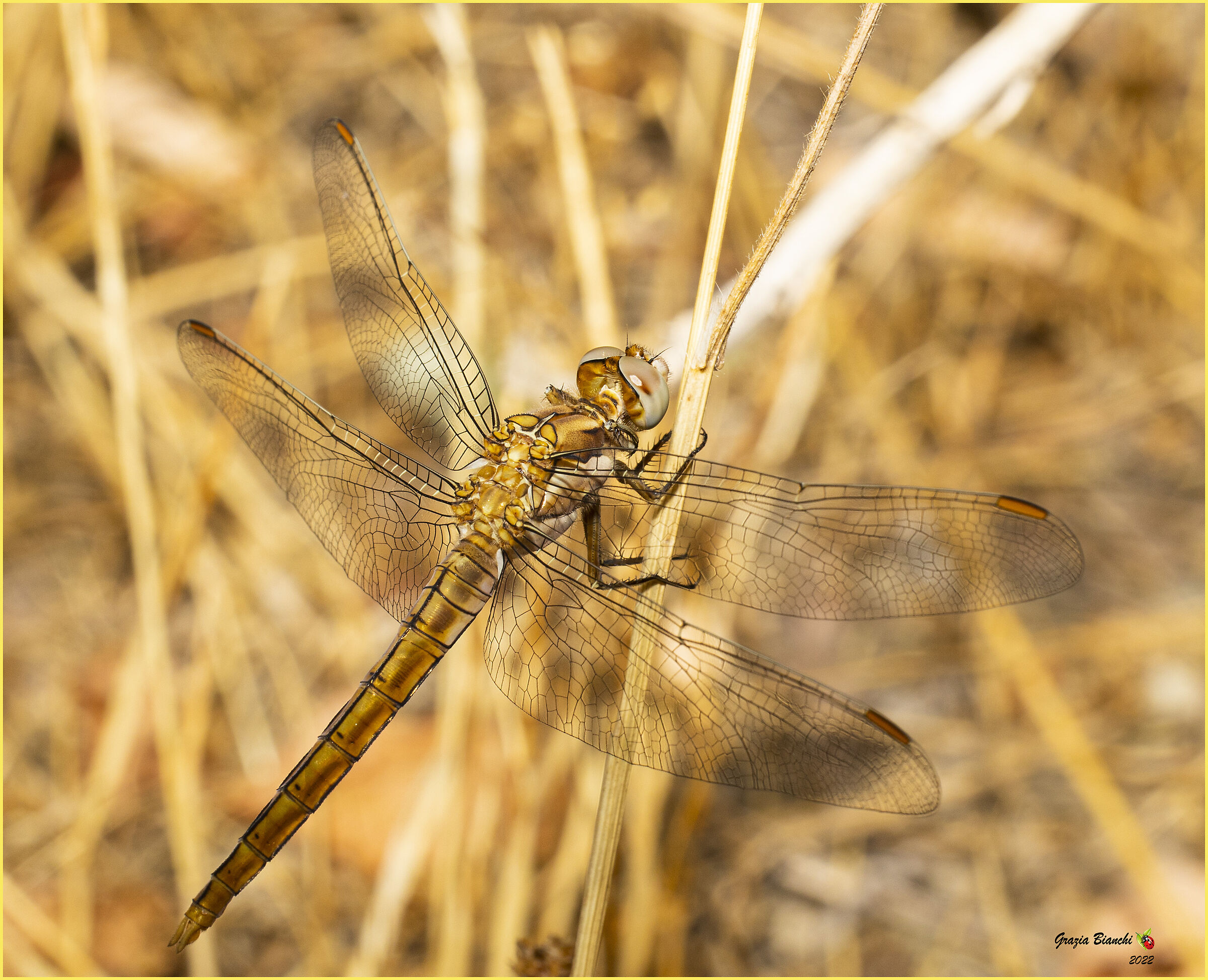Libellula