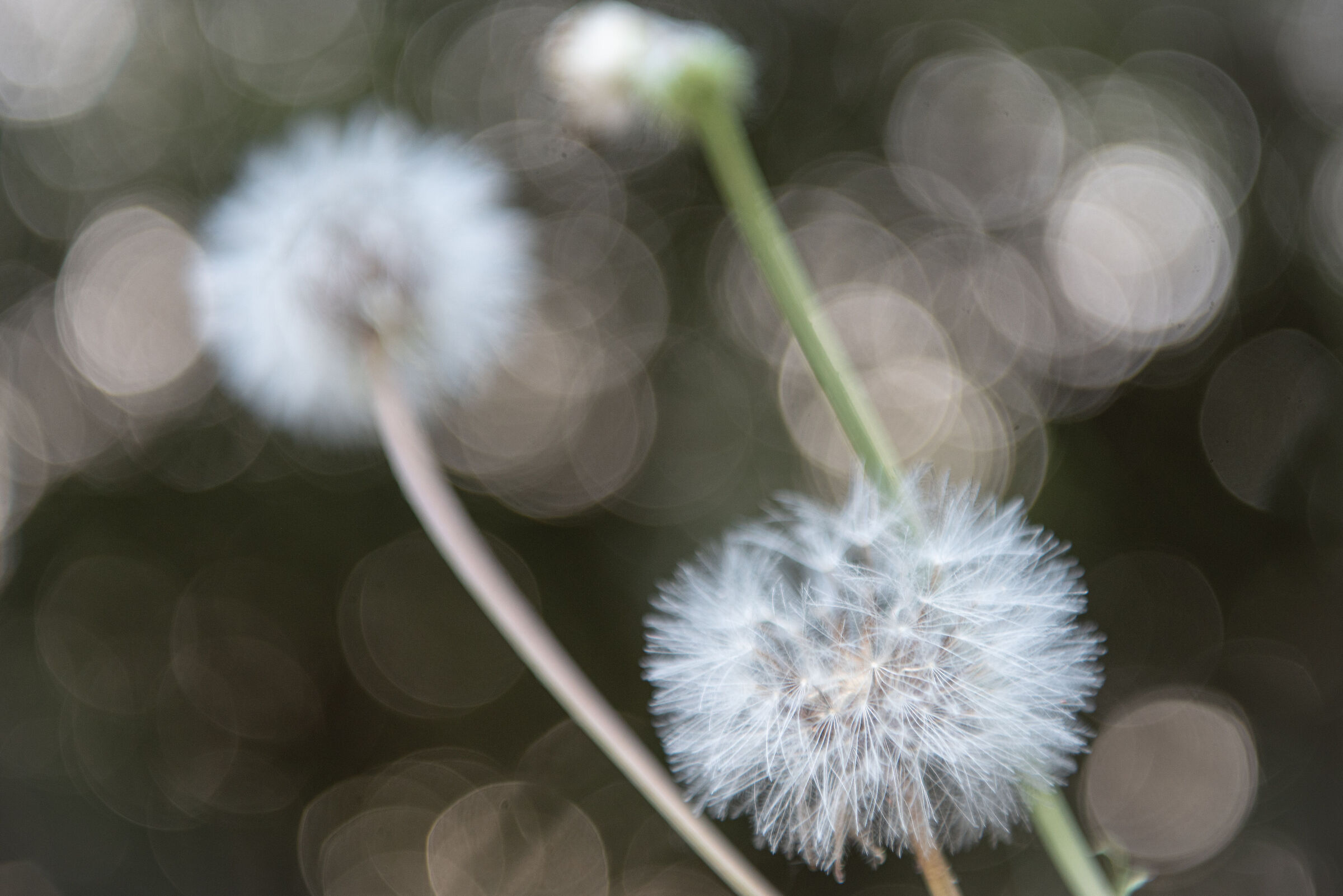 Soffioni ed effetto bokeh