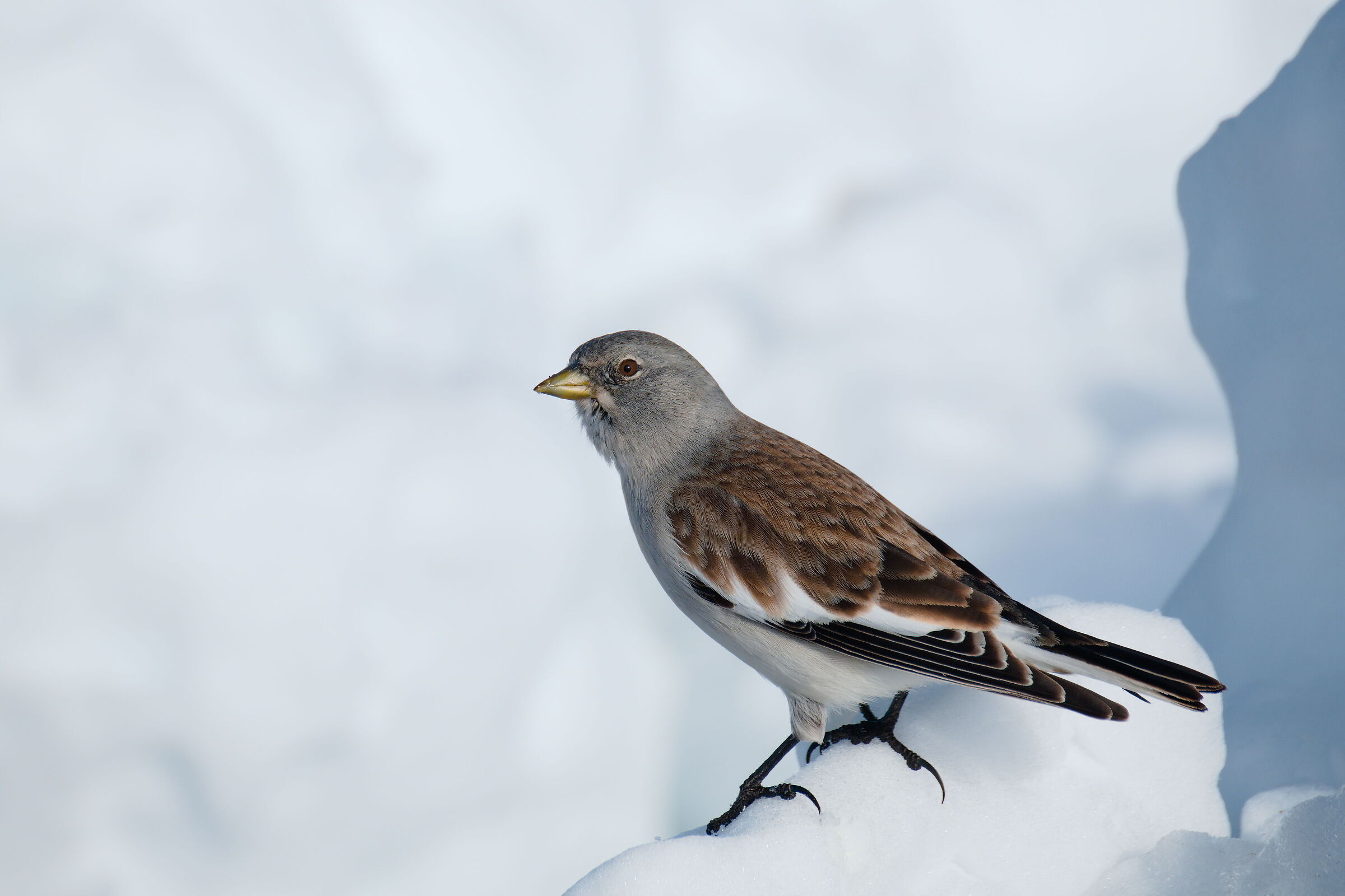 Alpine chaffinch