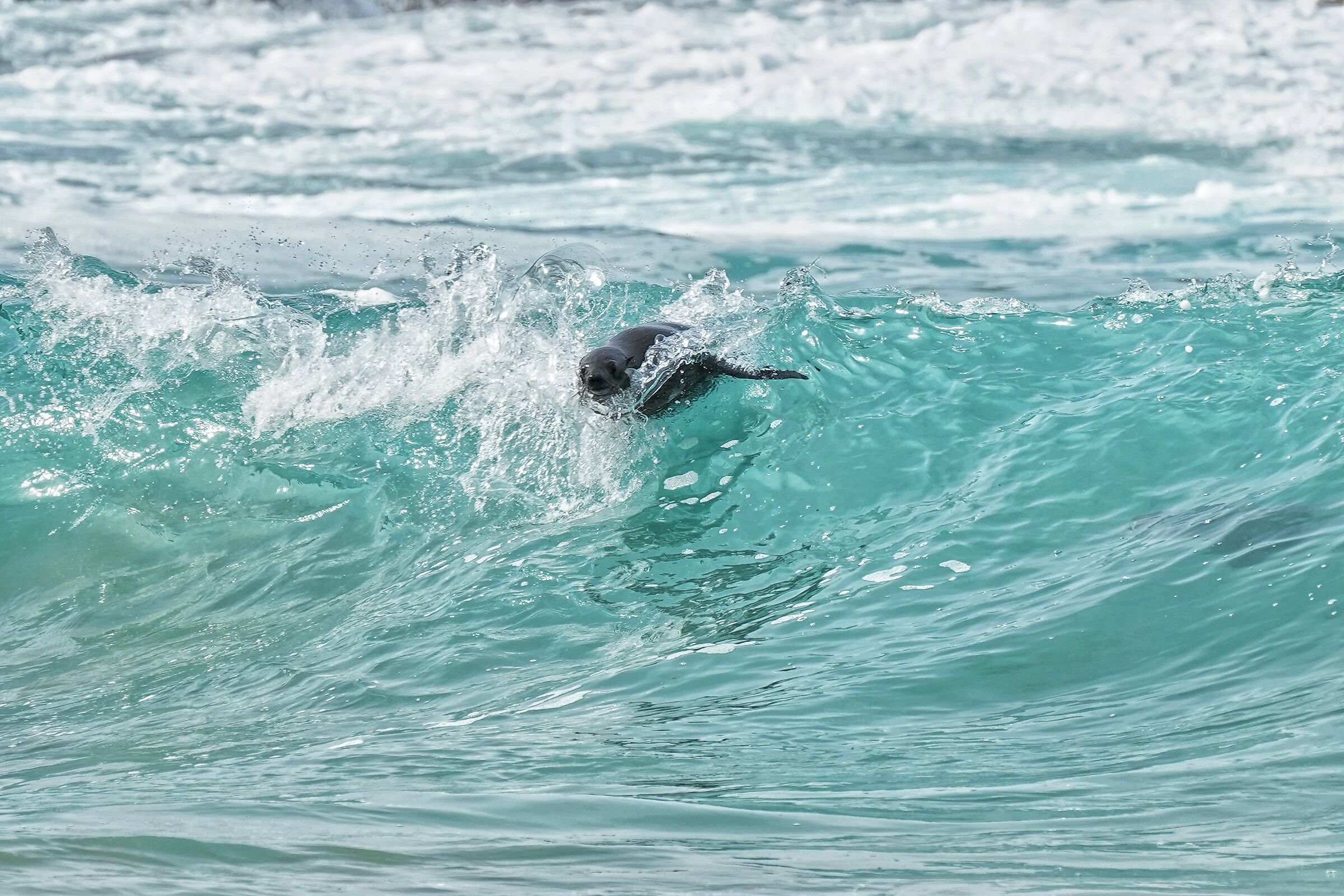Surfing in the ocean