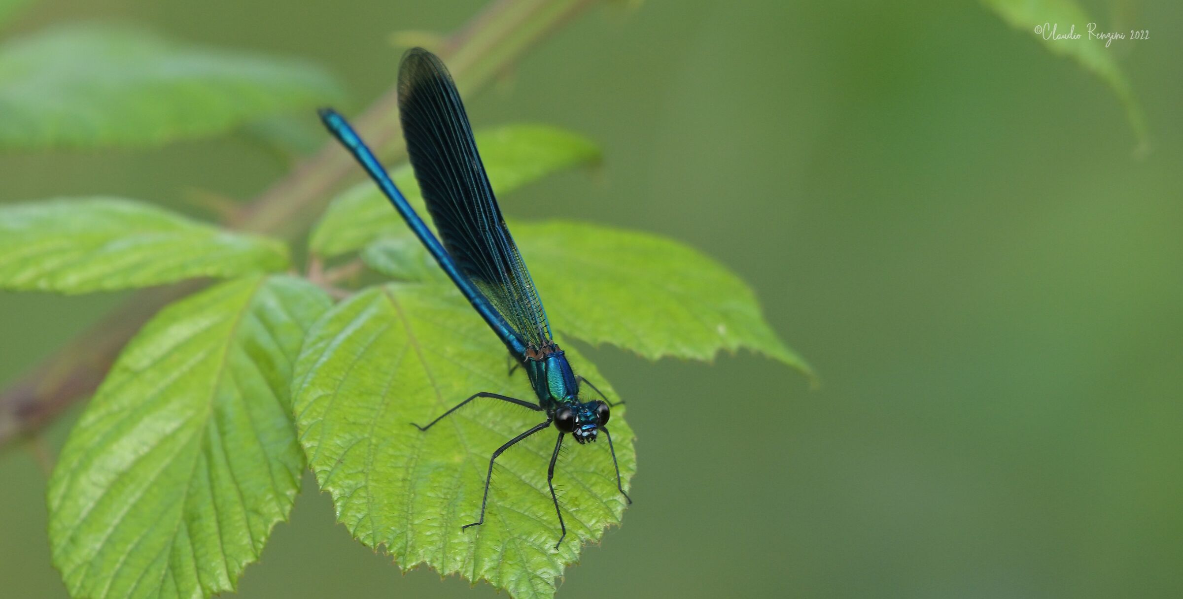 Damigella Calopteryx splendens