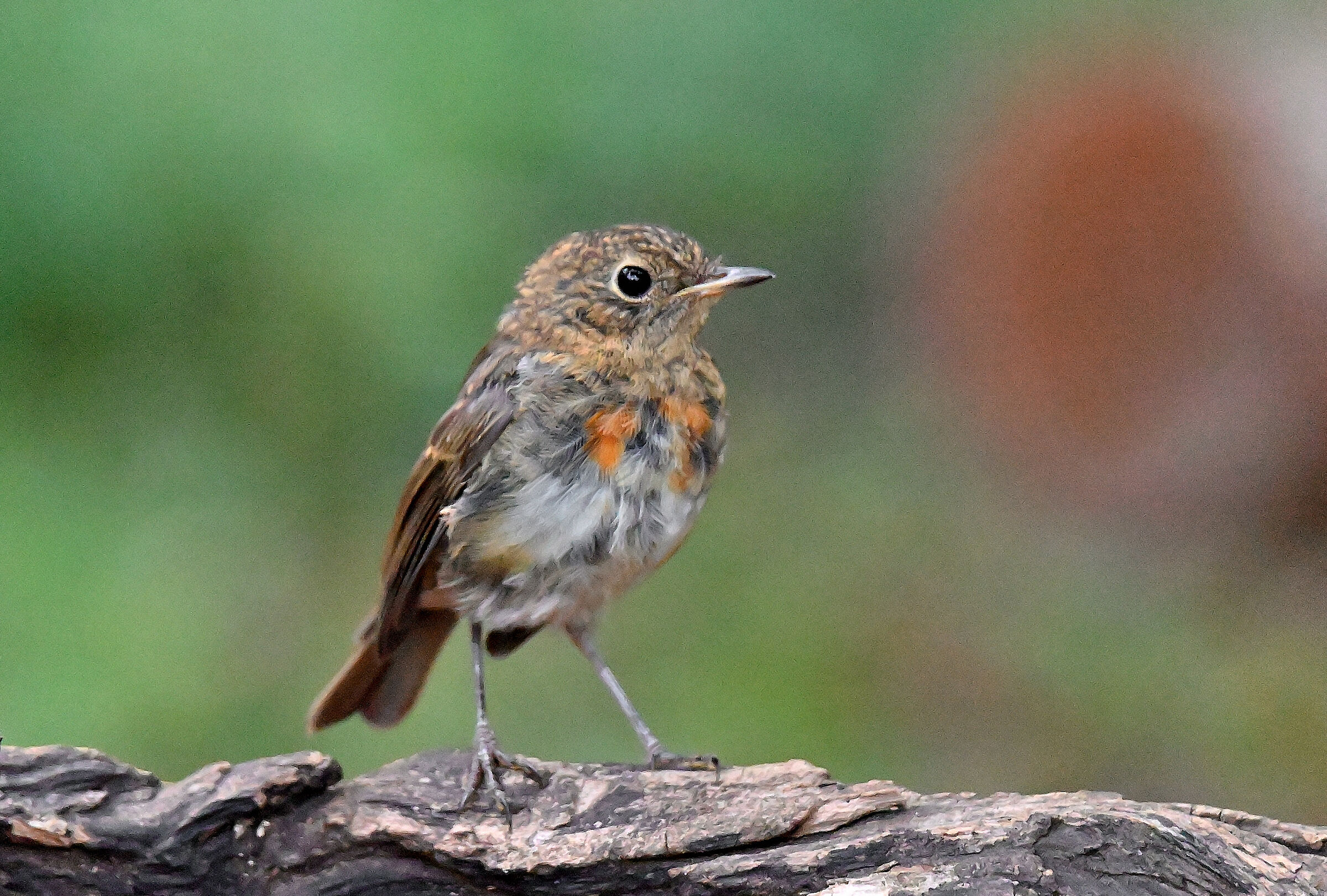 il piccolo petty all'alba nel parco Groane