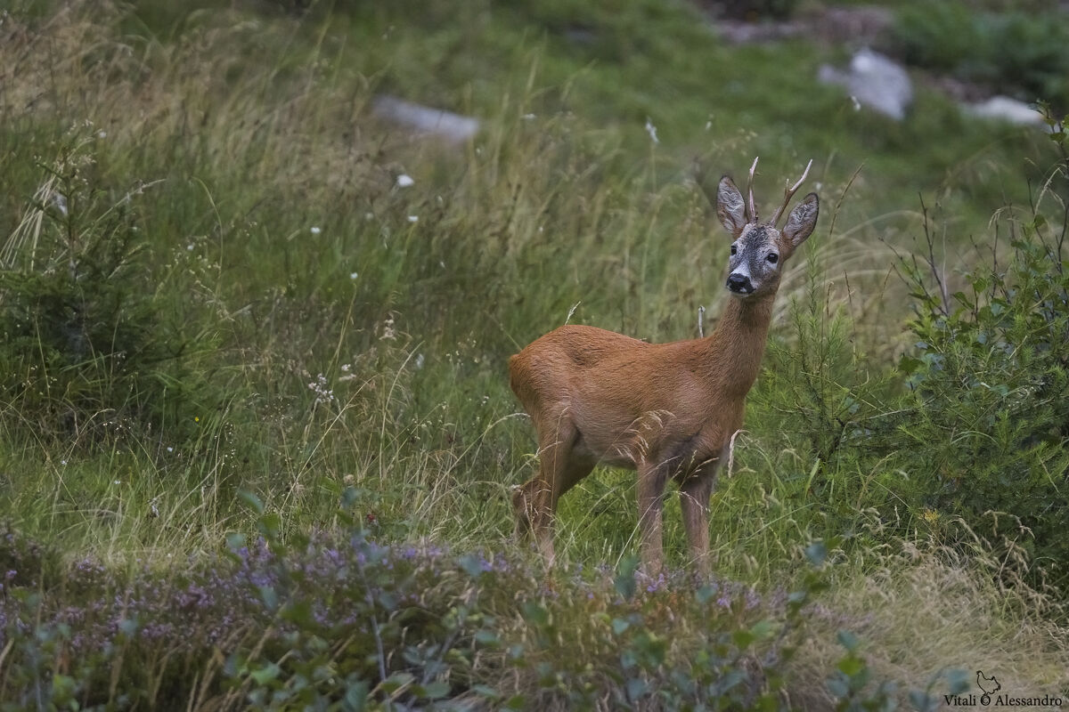 Roe deer