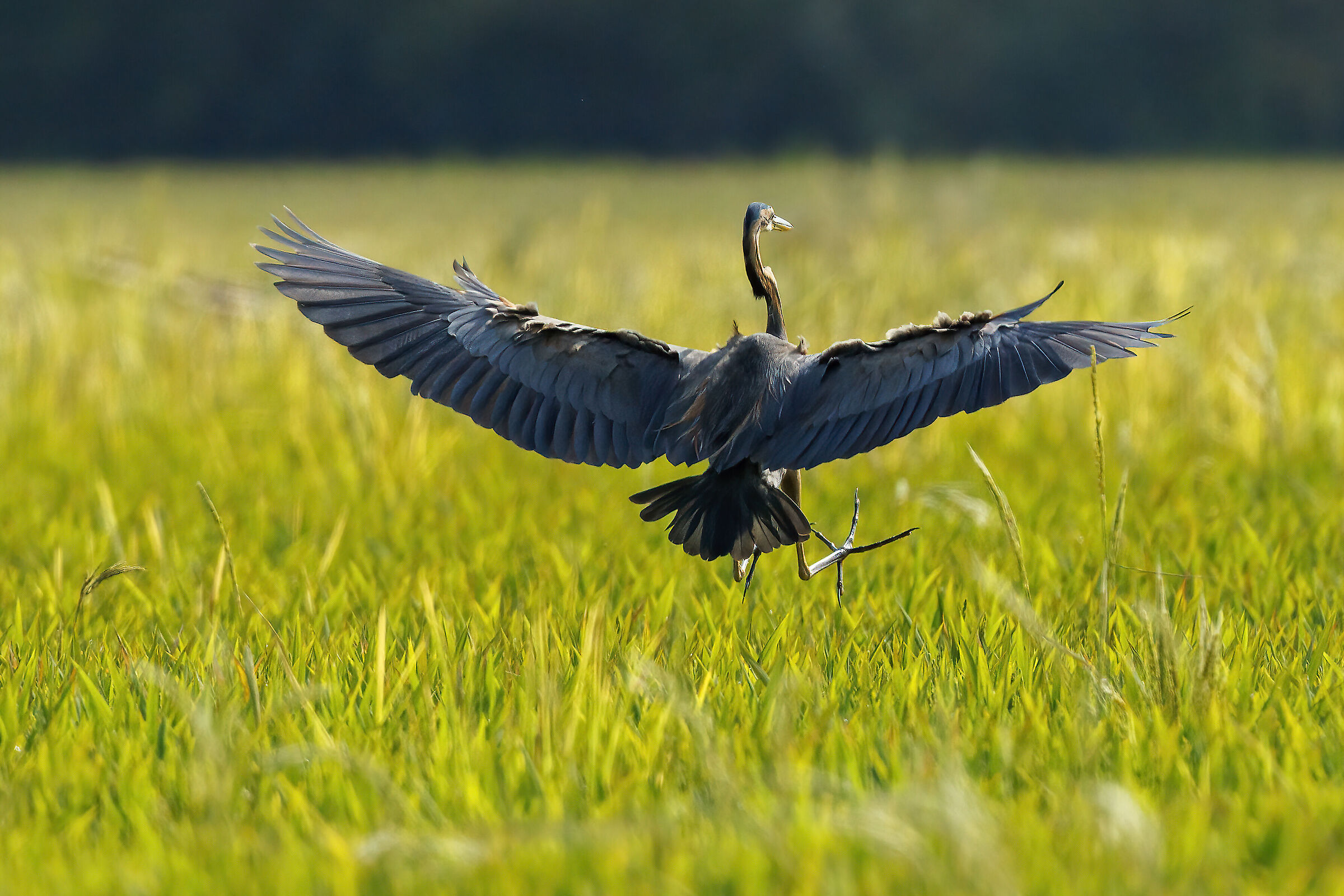 Landing red heron