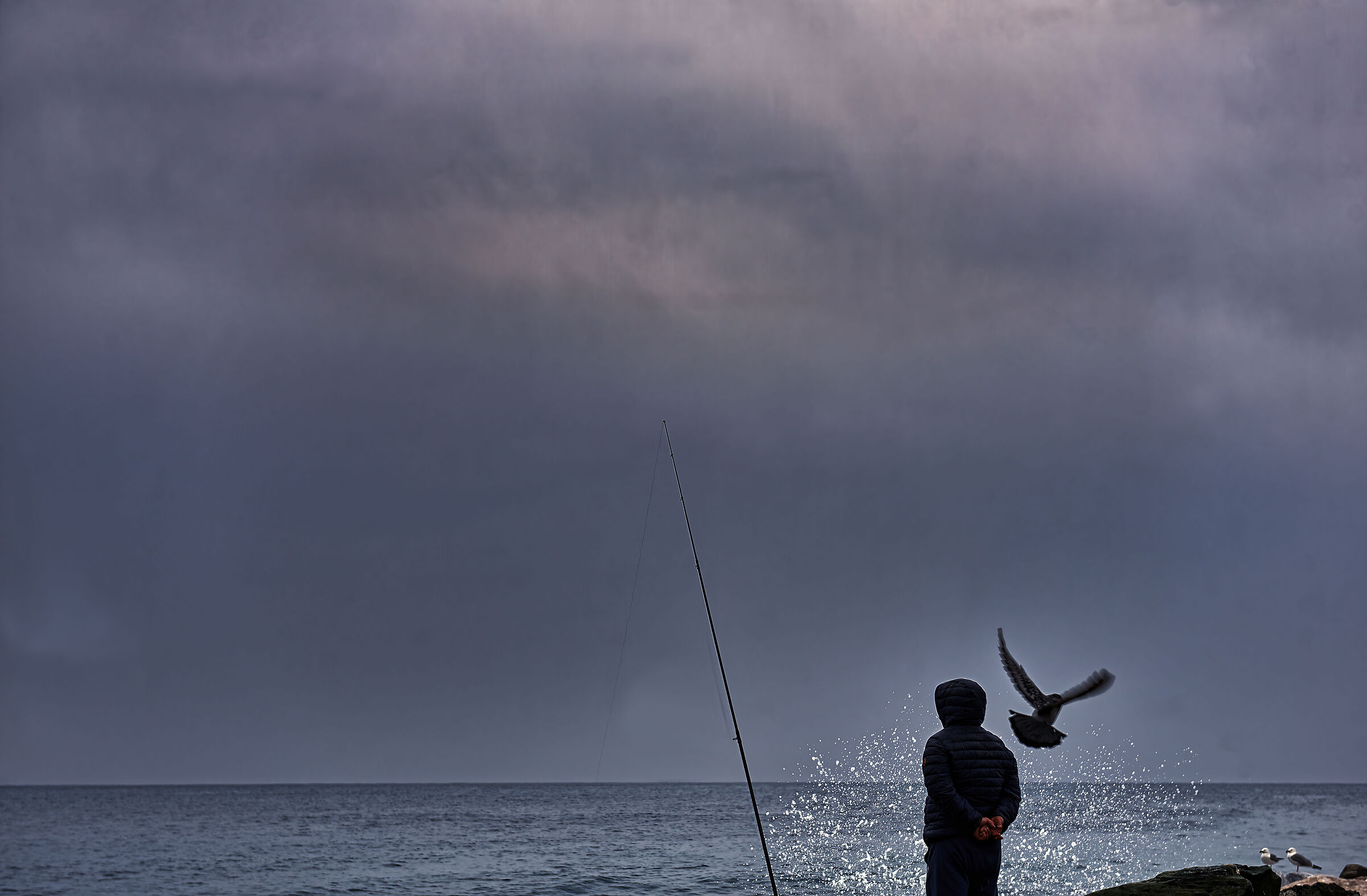 The seagull and the fisherman