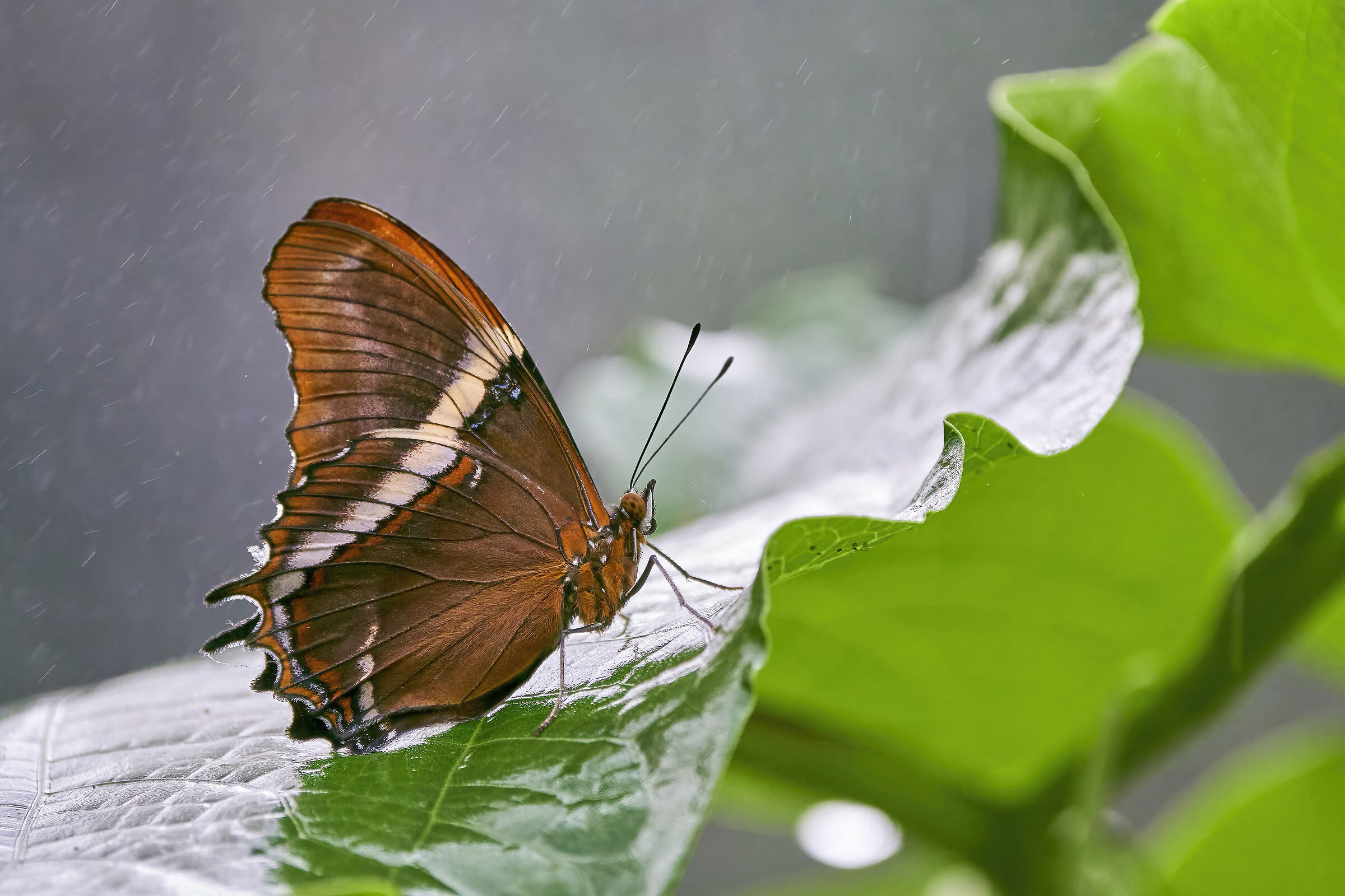 Siproeta Epaphus