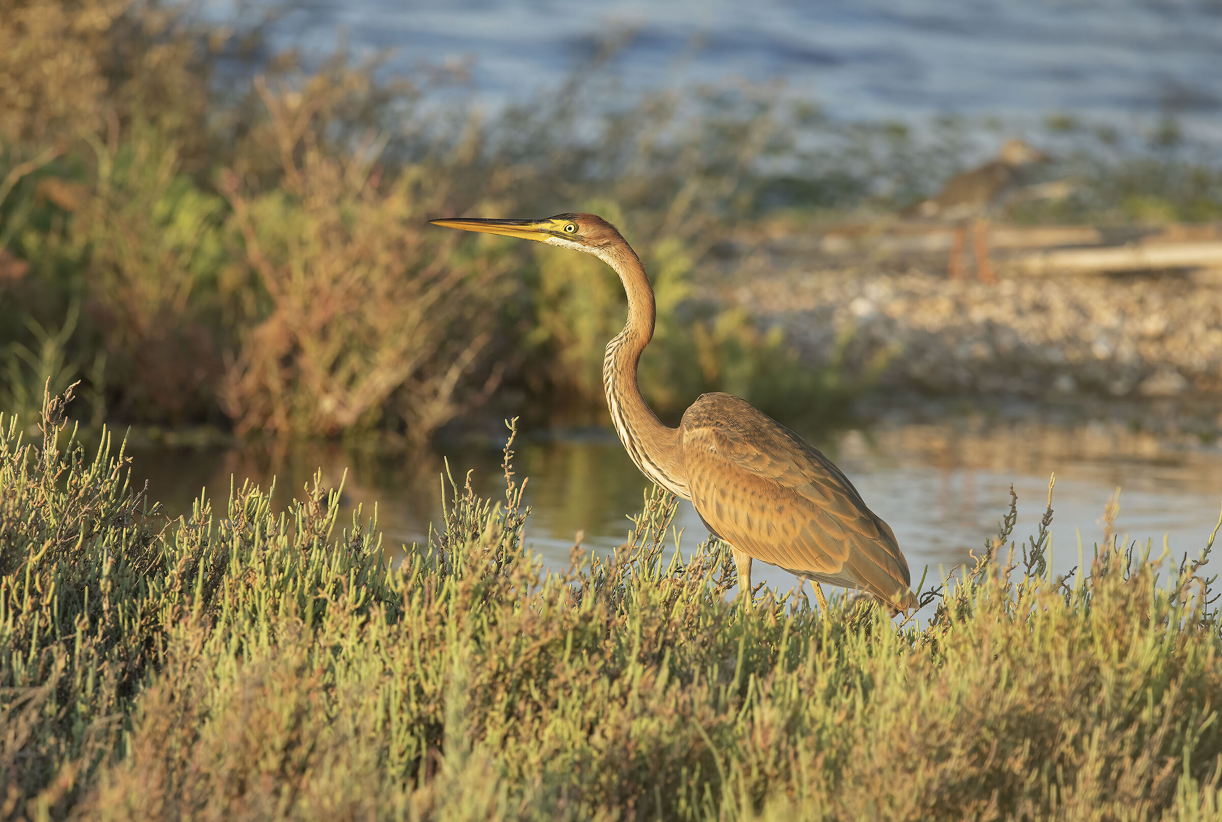 airone rosso (ardea purpurea)